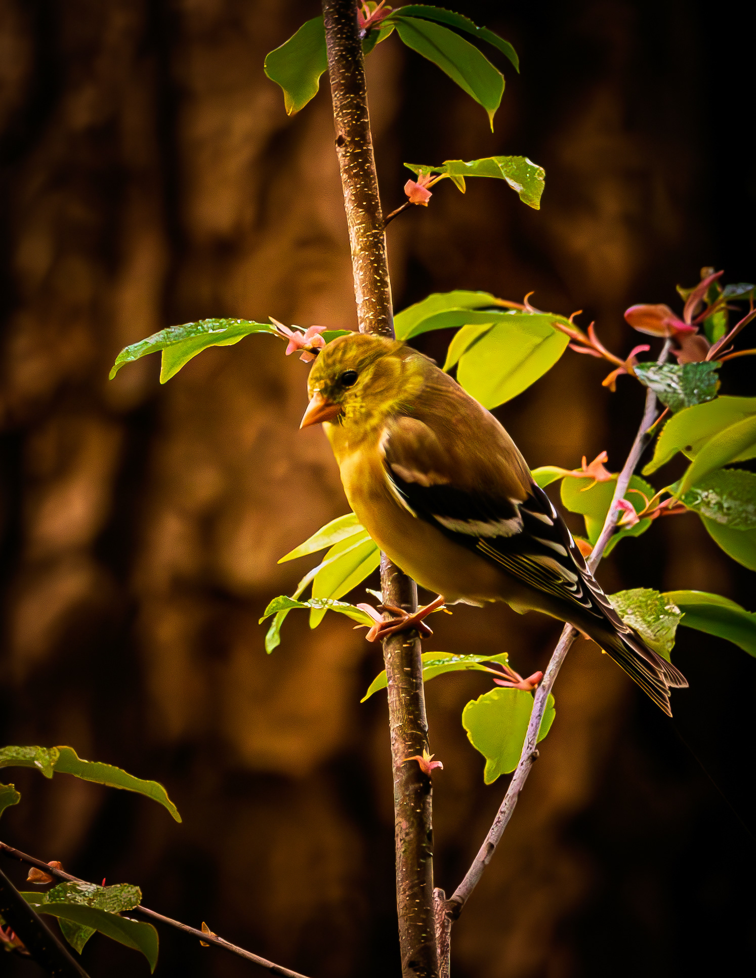 Female Goldfinch