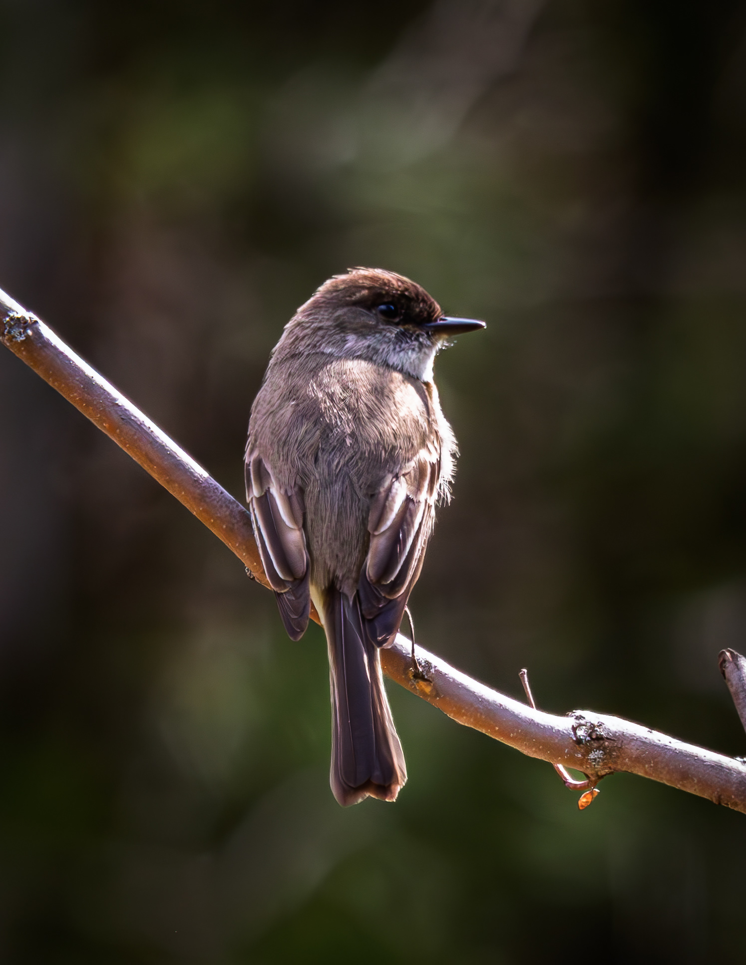 Eastern Phoebe