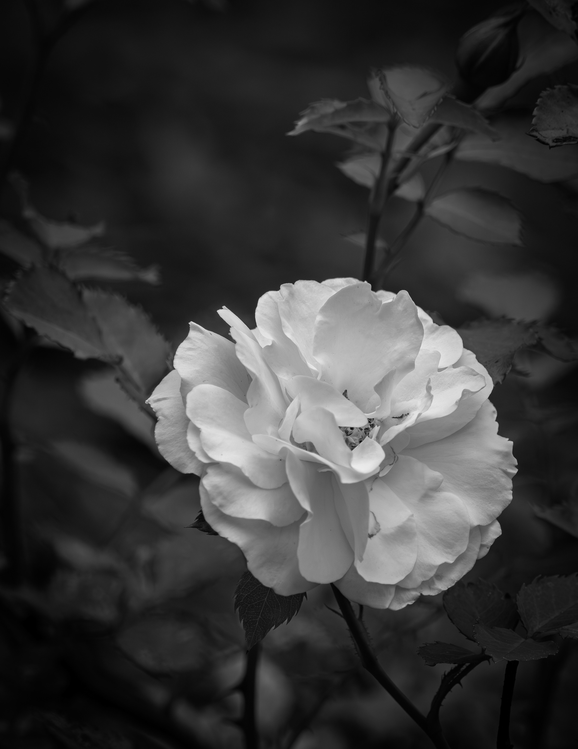 White Rose in Black & White