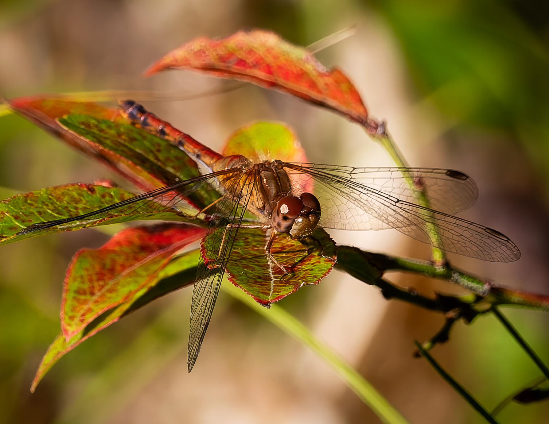 Globe Skimmer Dragonfly