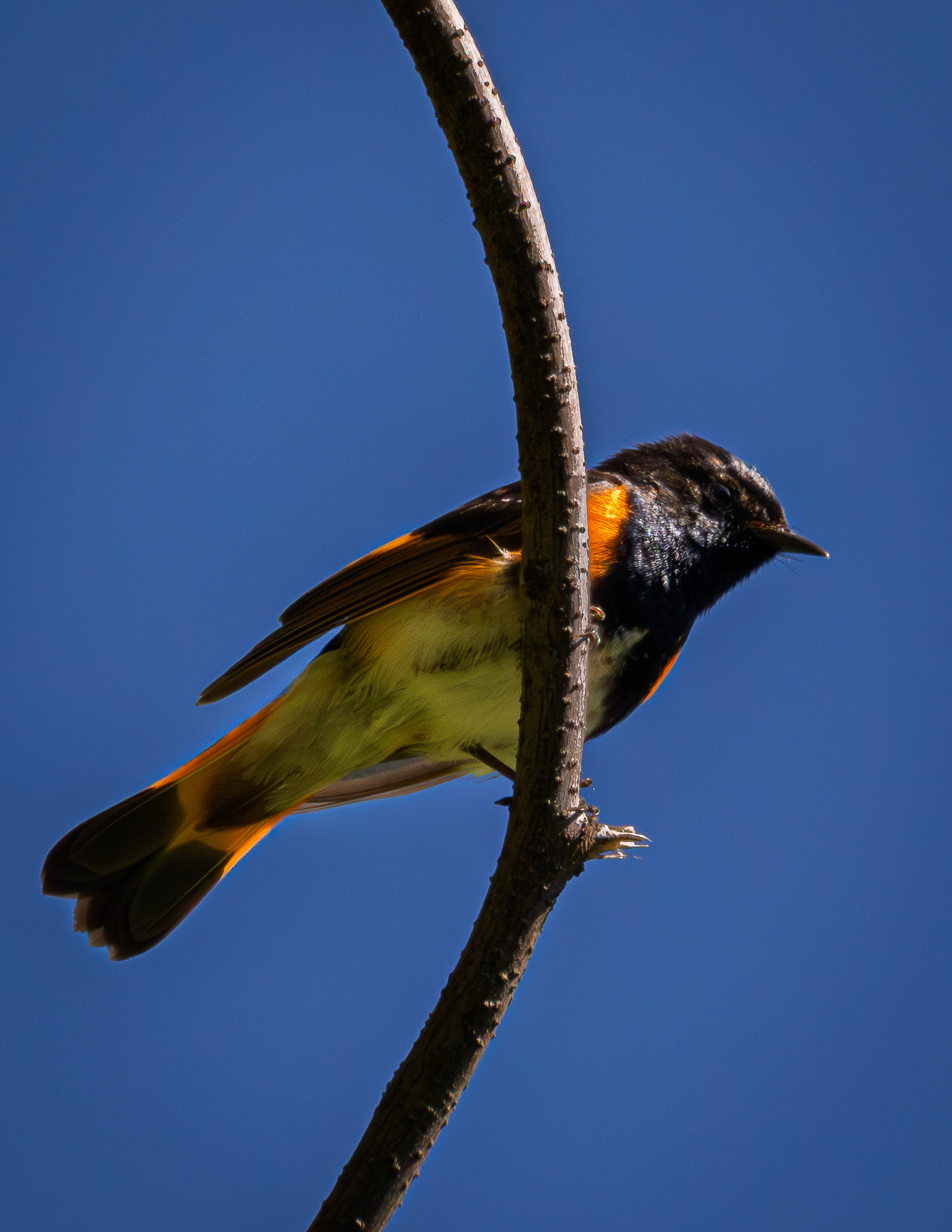 Male Orchard Oriole No2