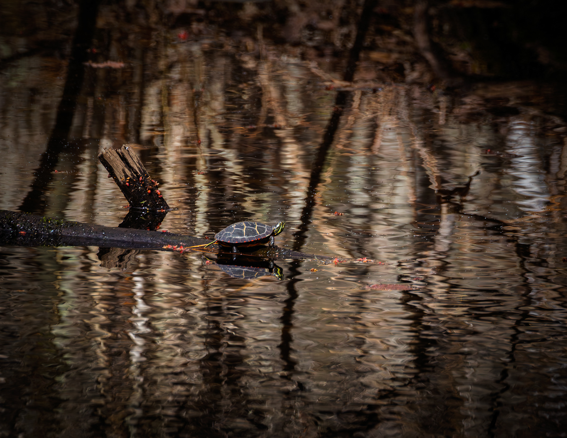 Turtle at Grey Rocks