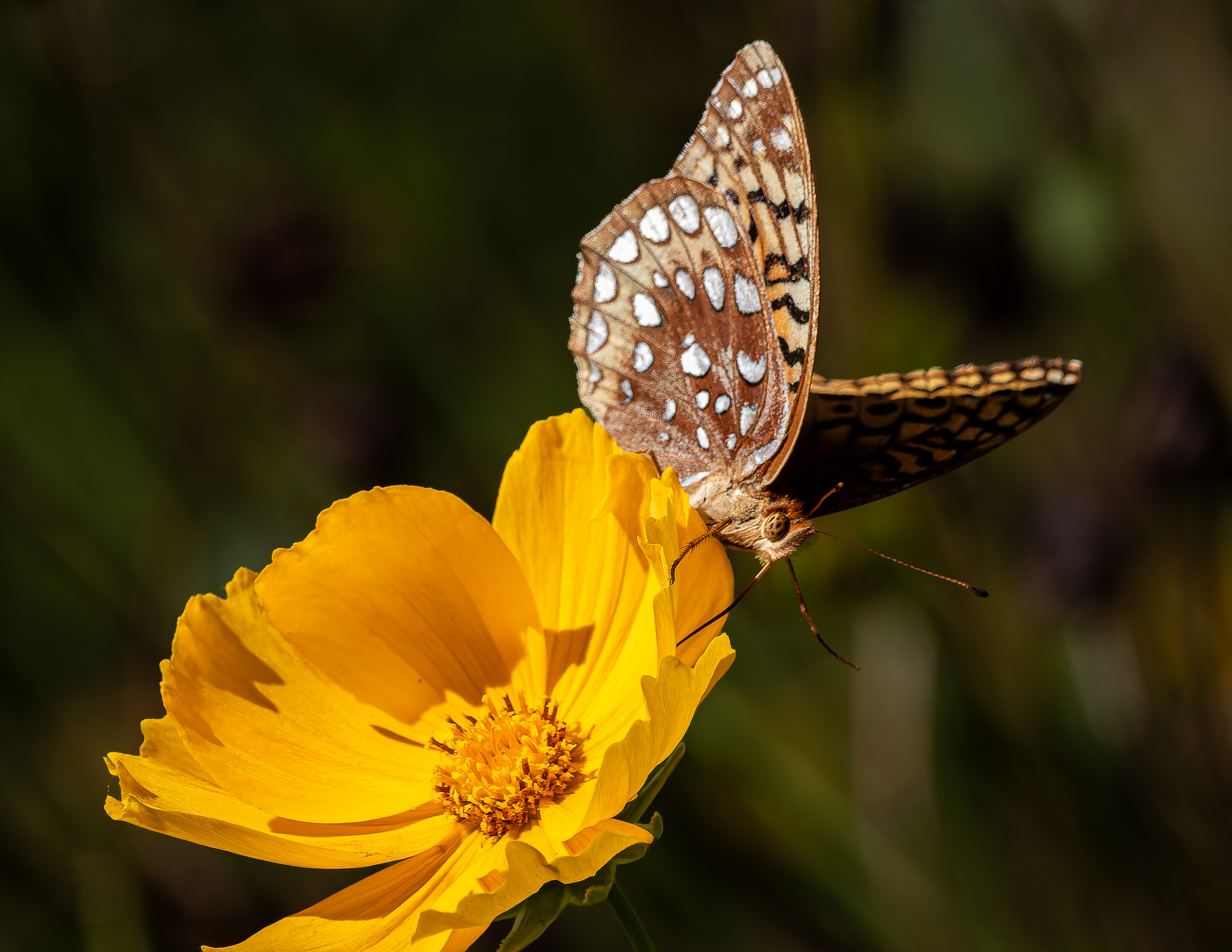 Great Spangled Fritillary No5