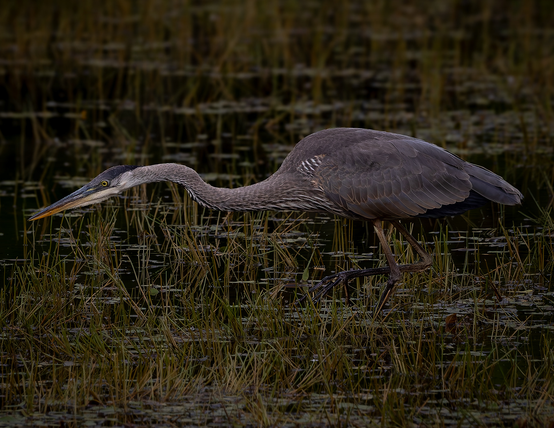 Great Blue Heron No10