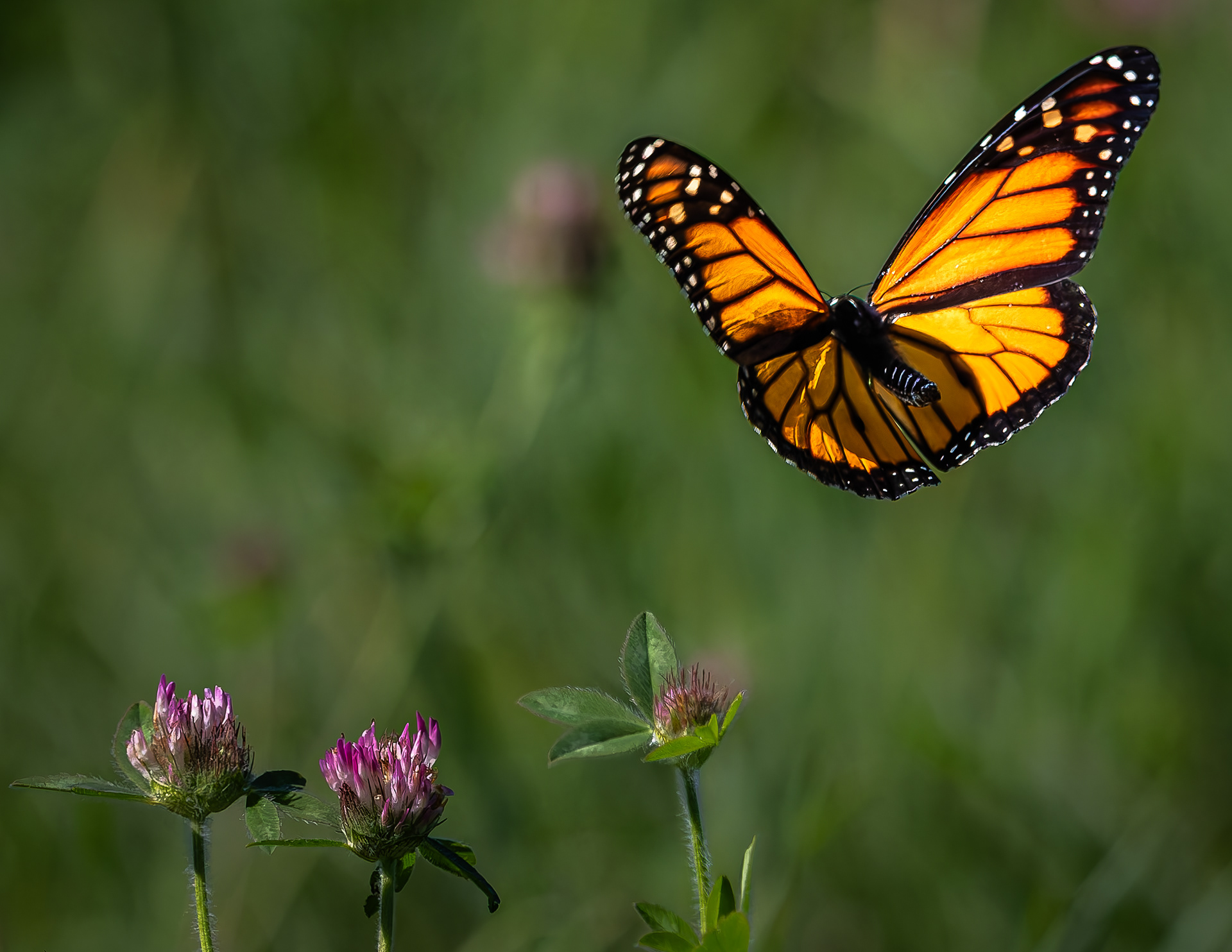 Monarch Butterfly - August 21, 2026