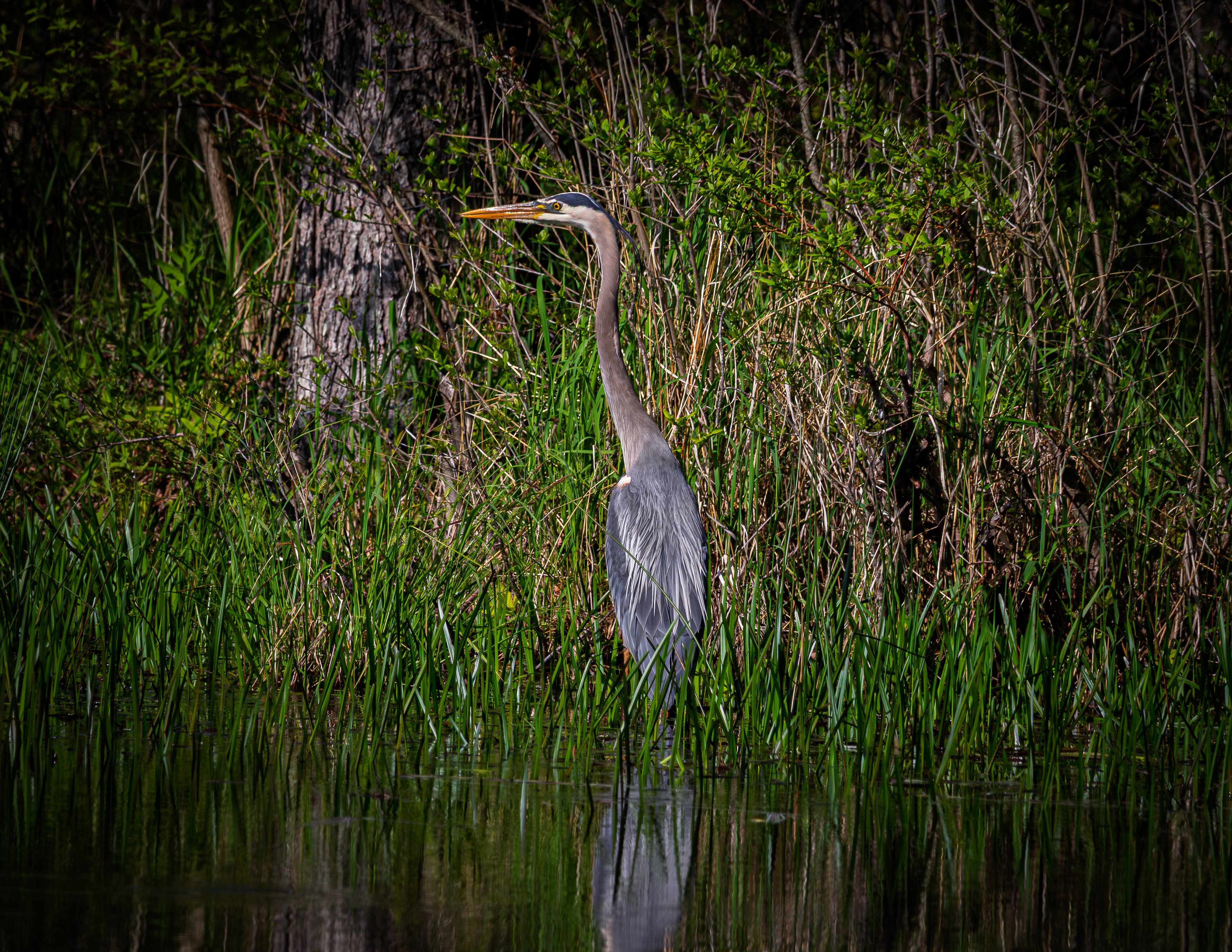 Great Blue Heron No4