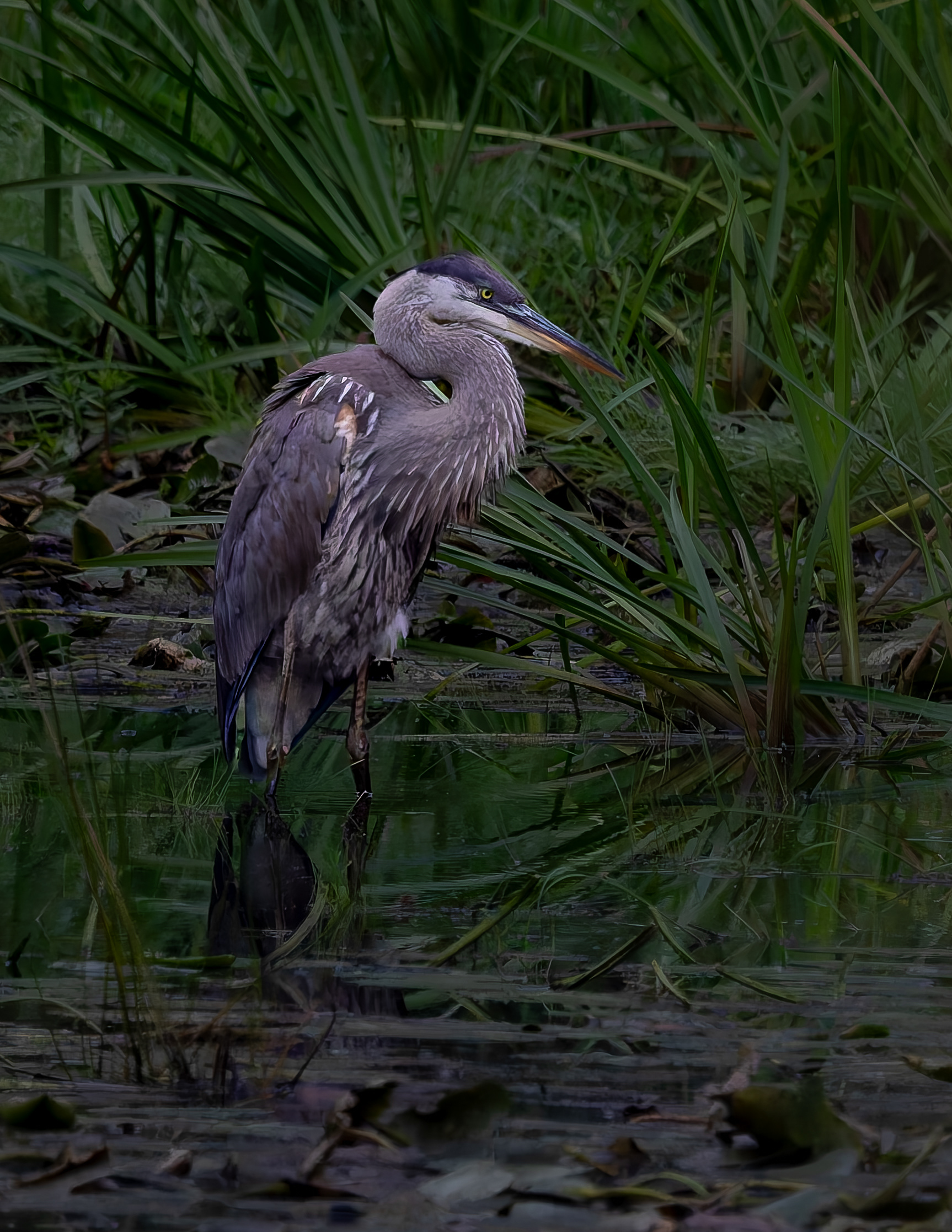 Great Blue Heron No6