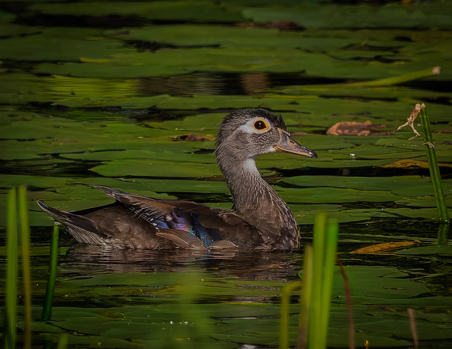 Wood Duck No2