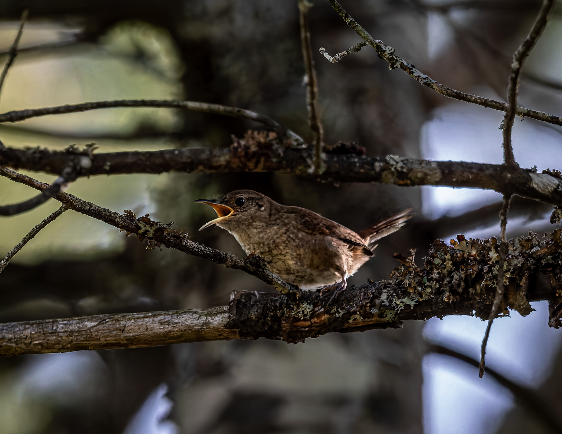 Northern House Wren No2