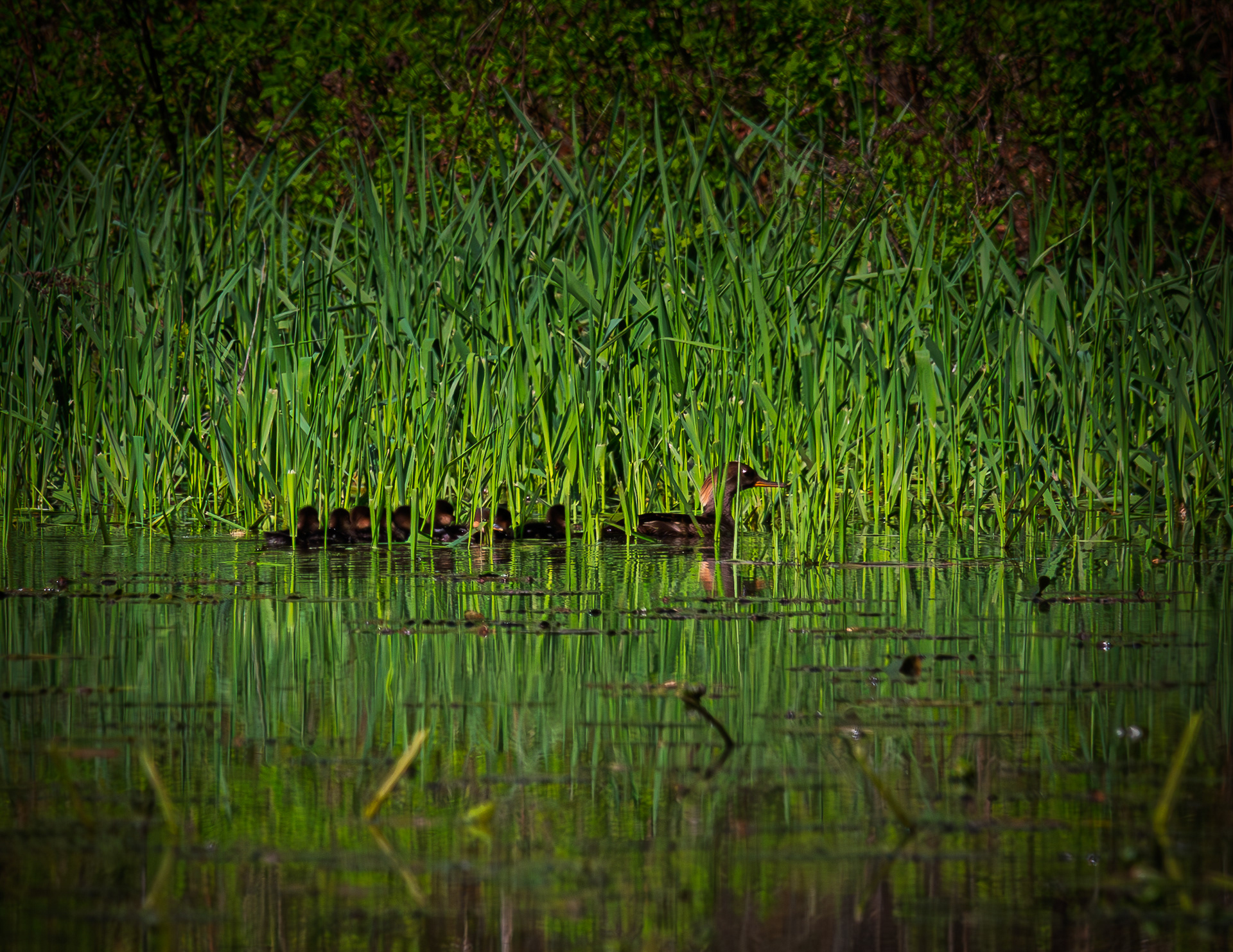 Female Hooded Merganser and Chicks