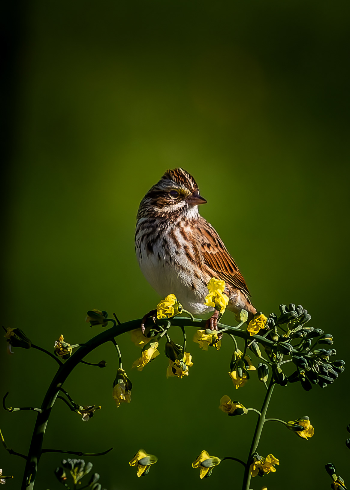 Savannah Sparrow No2 - October 4, 2026