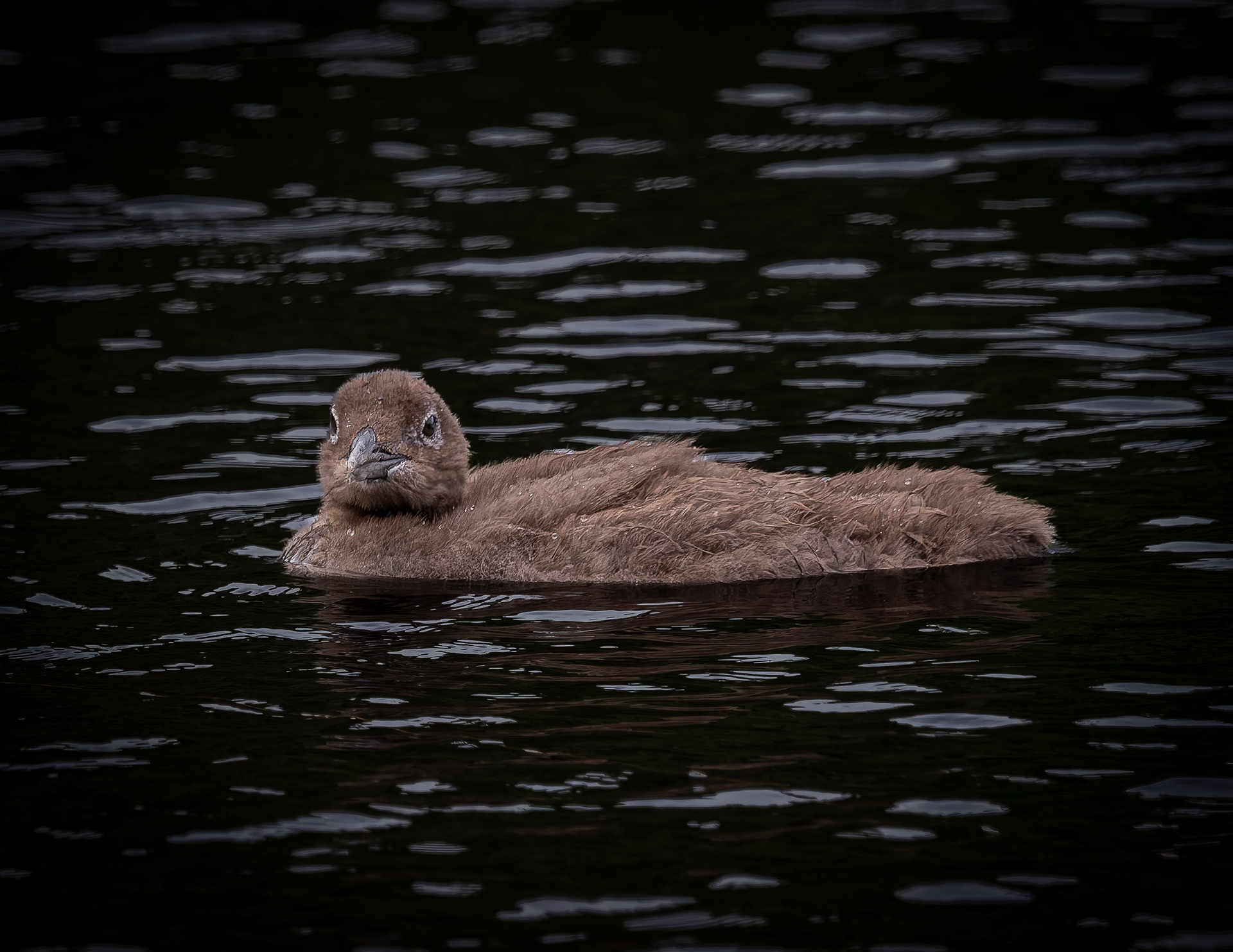 Common Loon Chick No4