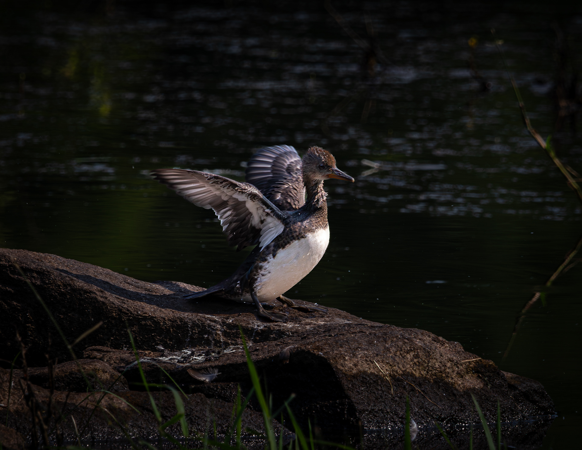 Hooded Merganser at CSV No2