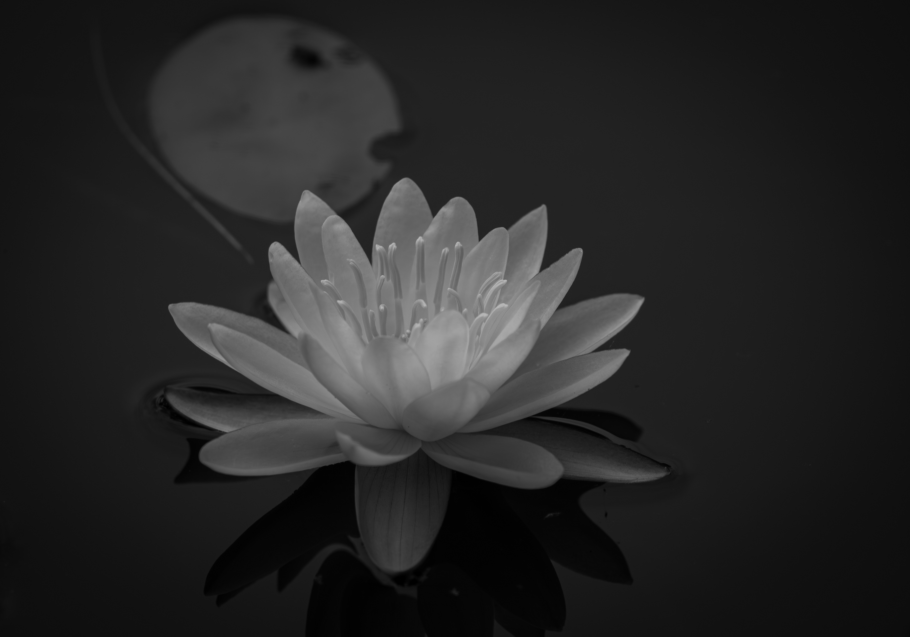 Water Lily - July 21, 2024