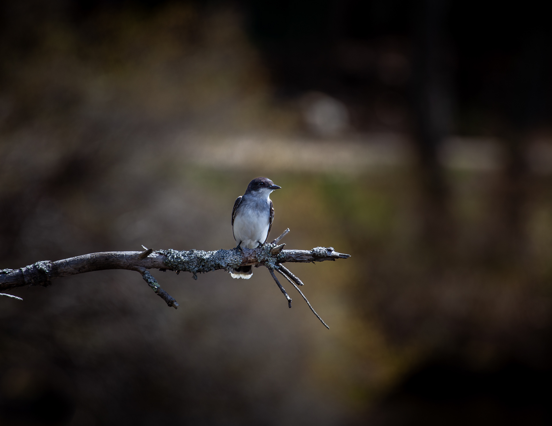 Eastern Phoebe at Shellcamp Lake