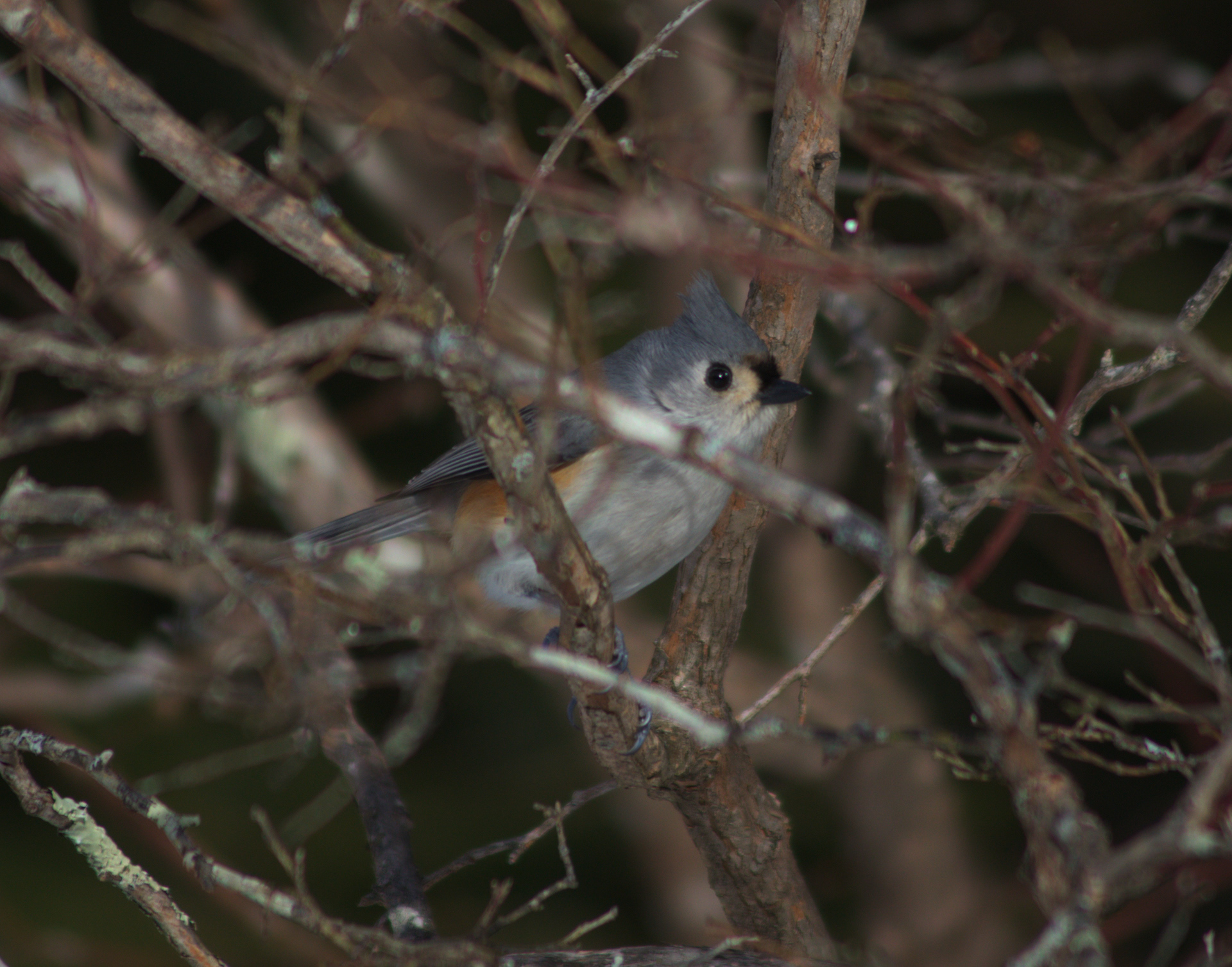 Tufted Titmouse No1