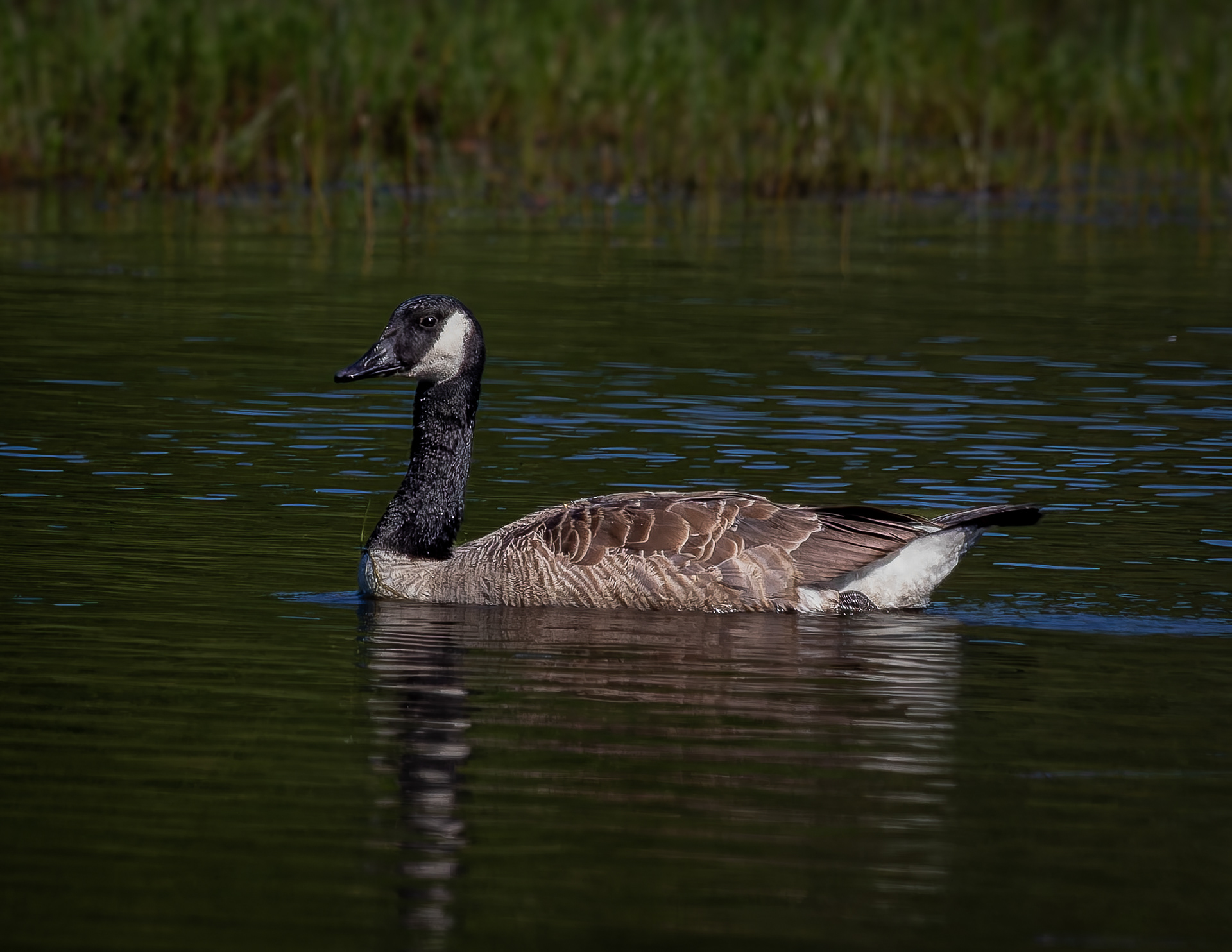 Canada Goose