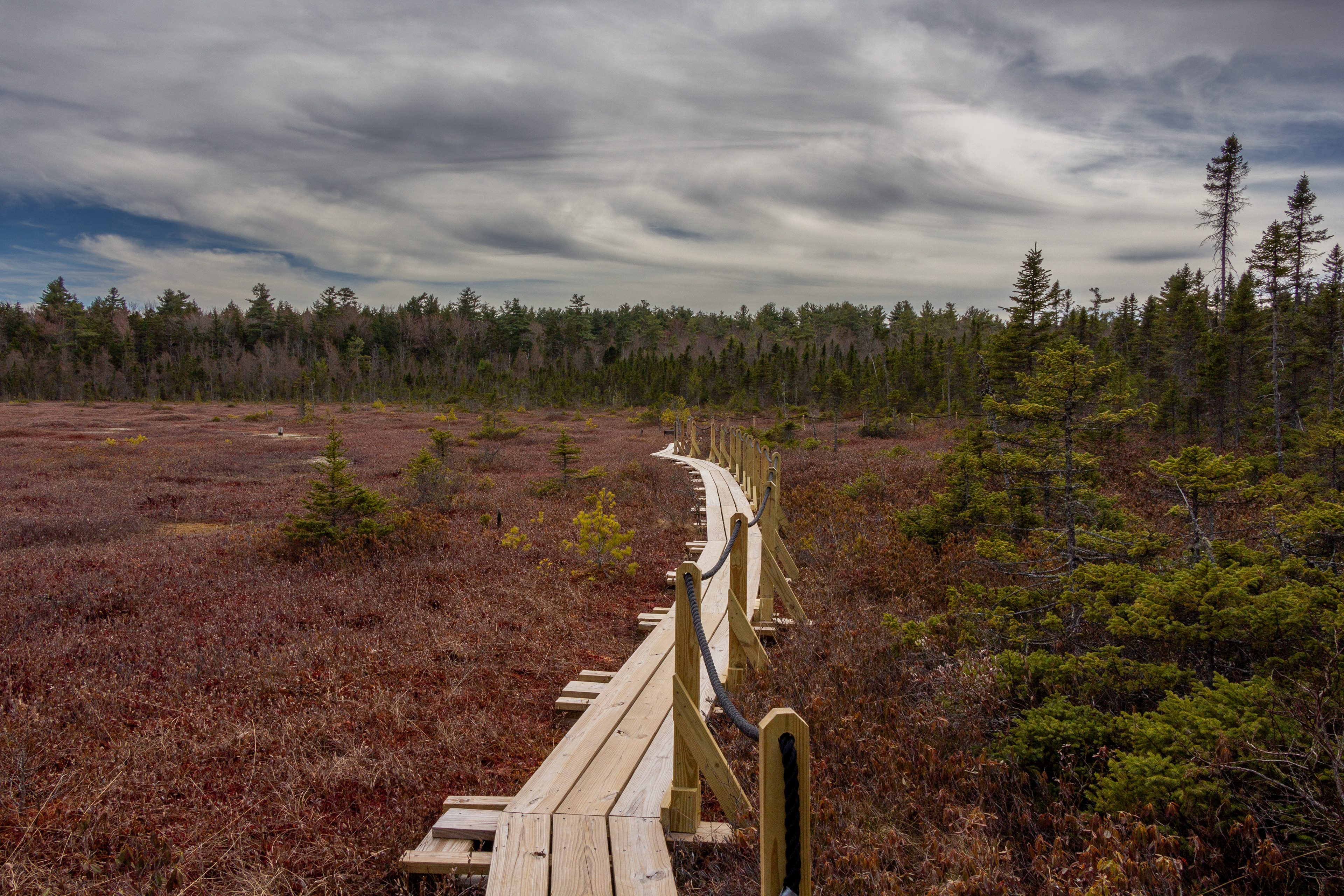 Bog Trail No4