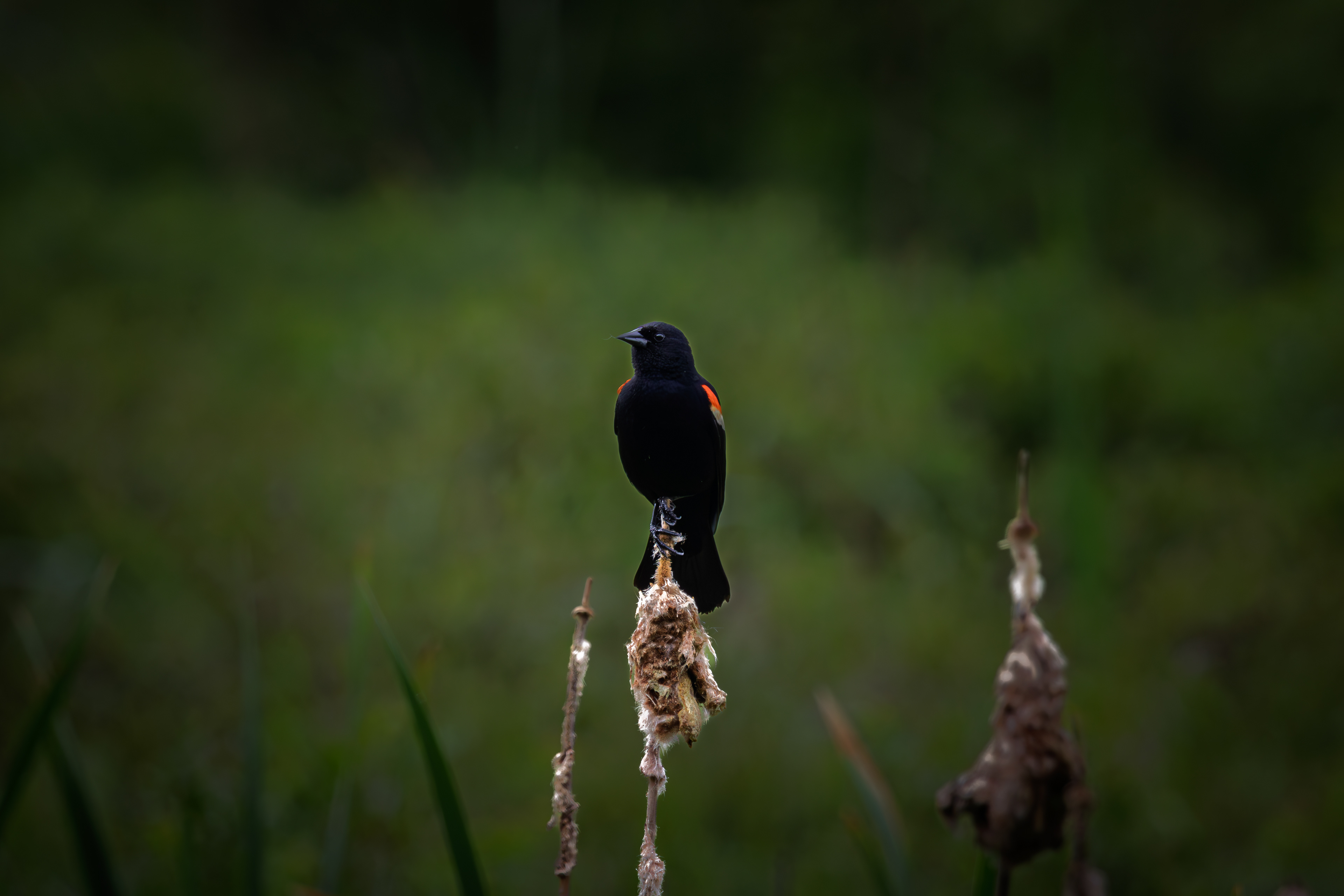 Male Red-winged Blackbird No6