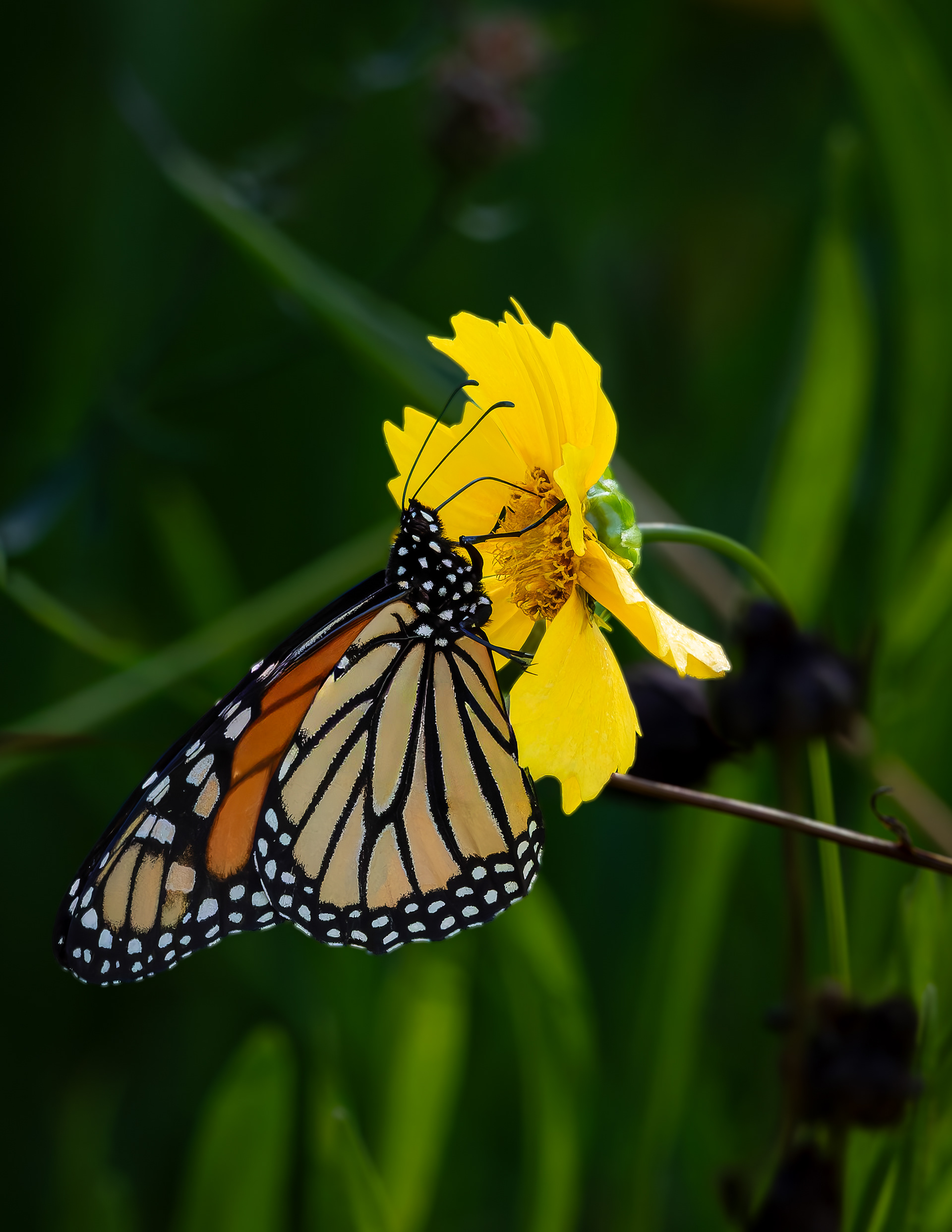 Monarch Butterfly No4