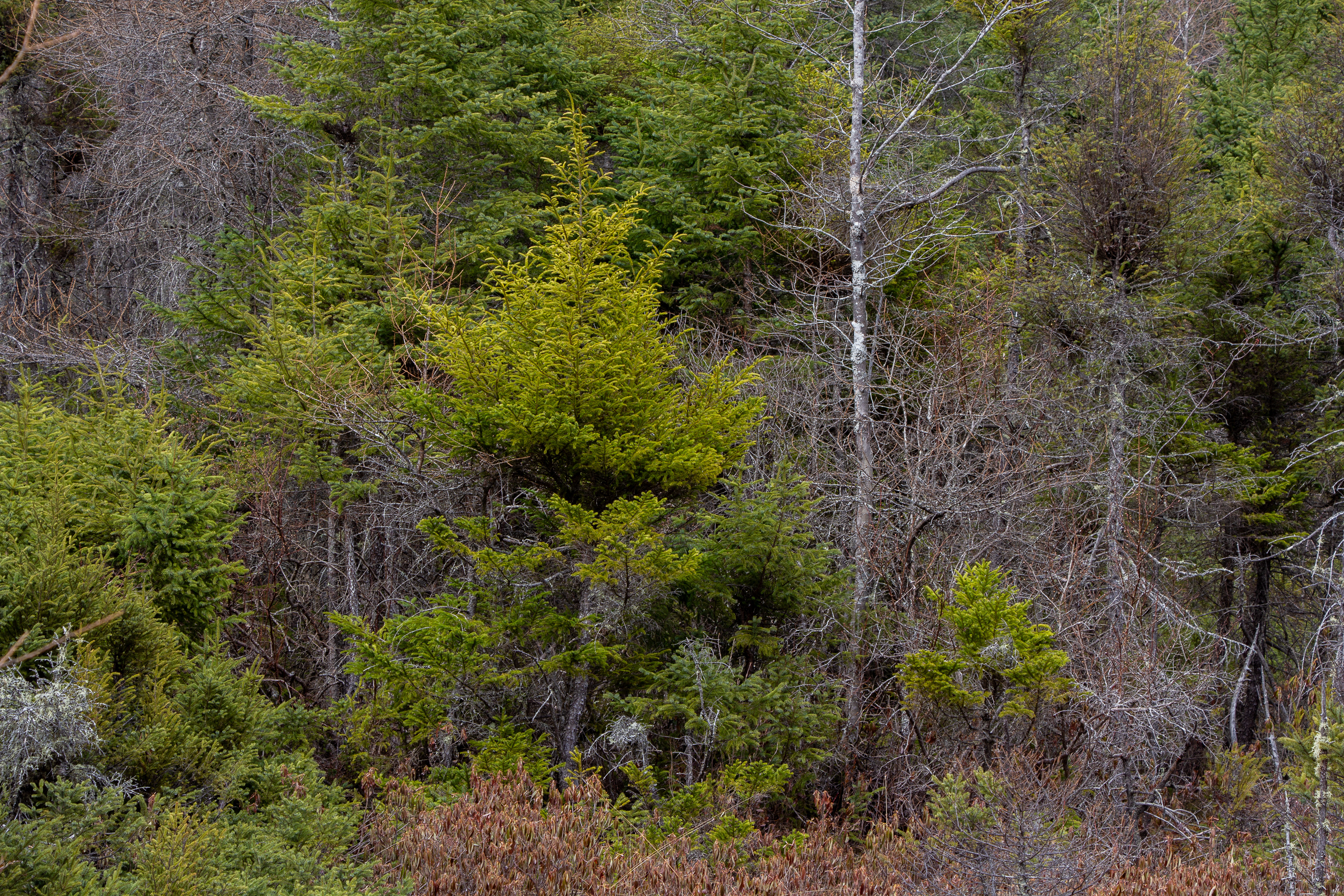 Philbrick-Cricenti Bog No13