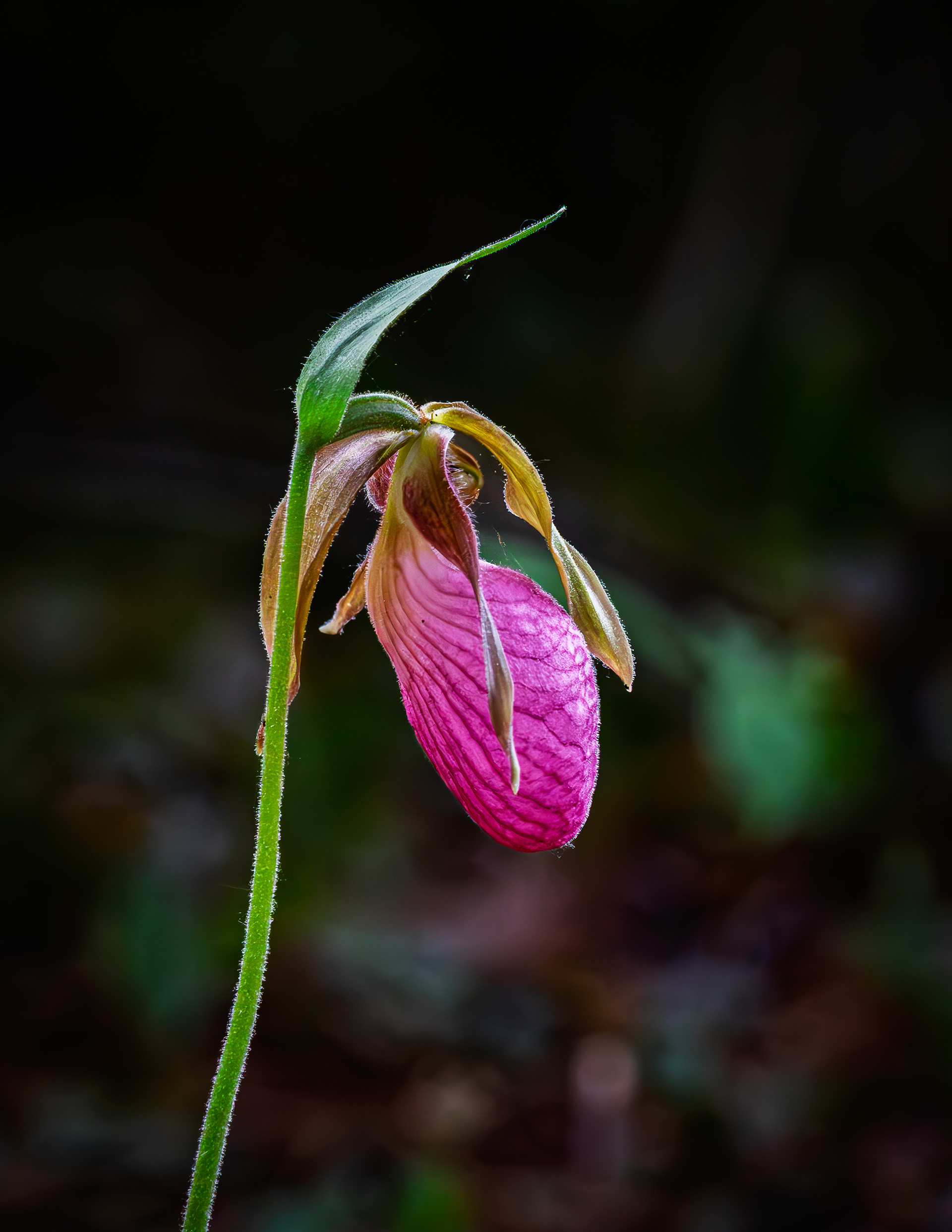 Lady Slipper