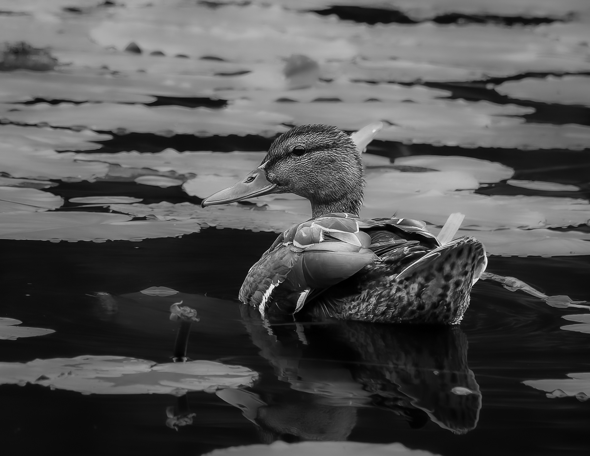 Mallard Hen No4