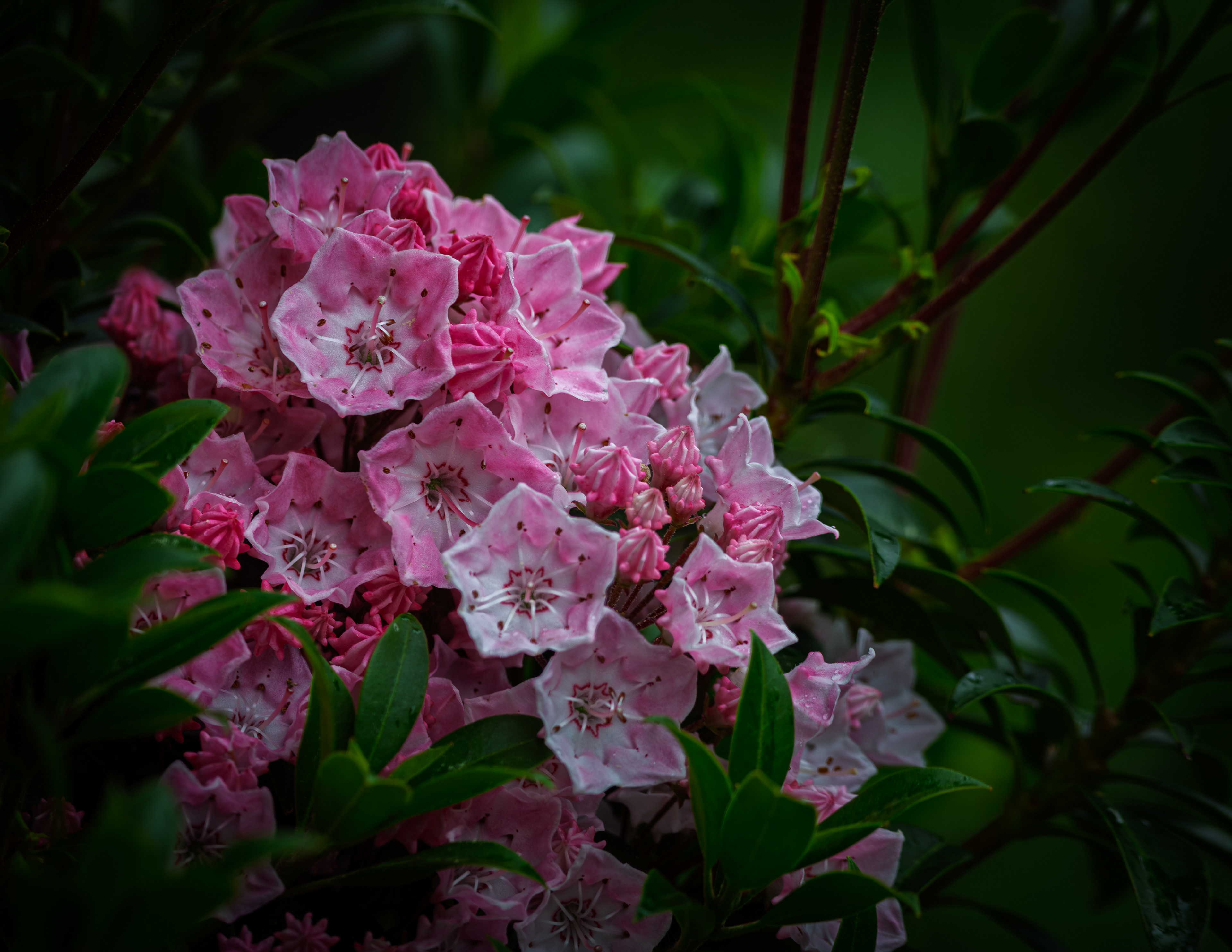 Mountain Laurel - June 17, 2025