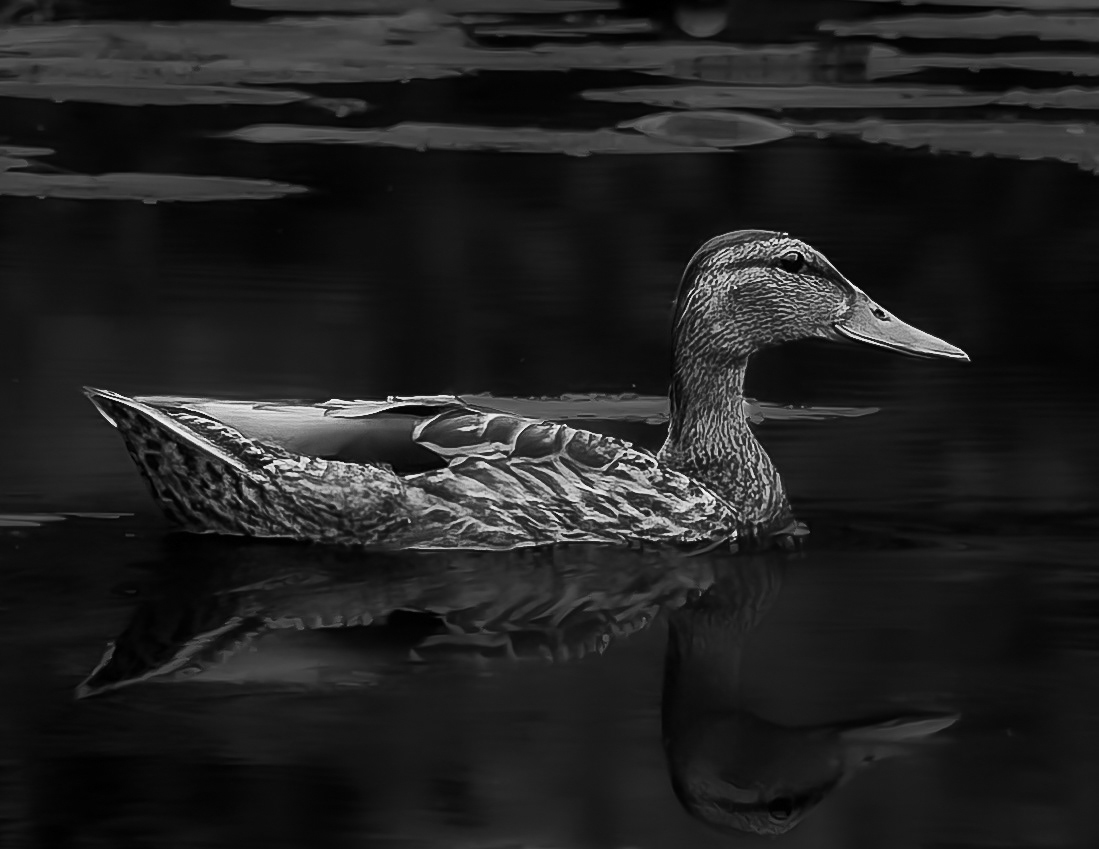 Mallard Hen No8 - July 28, 2026
