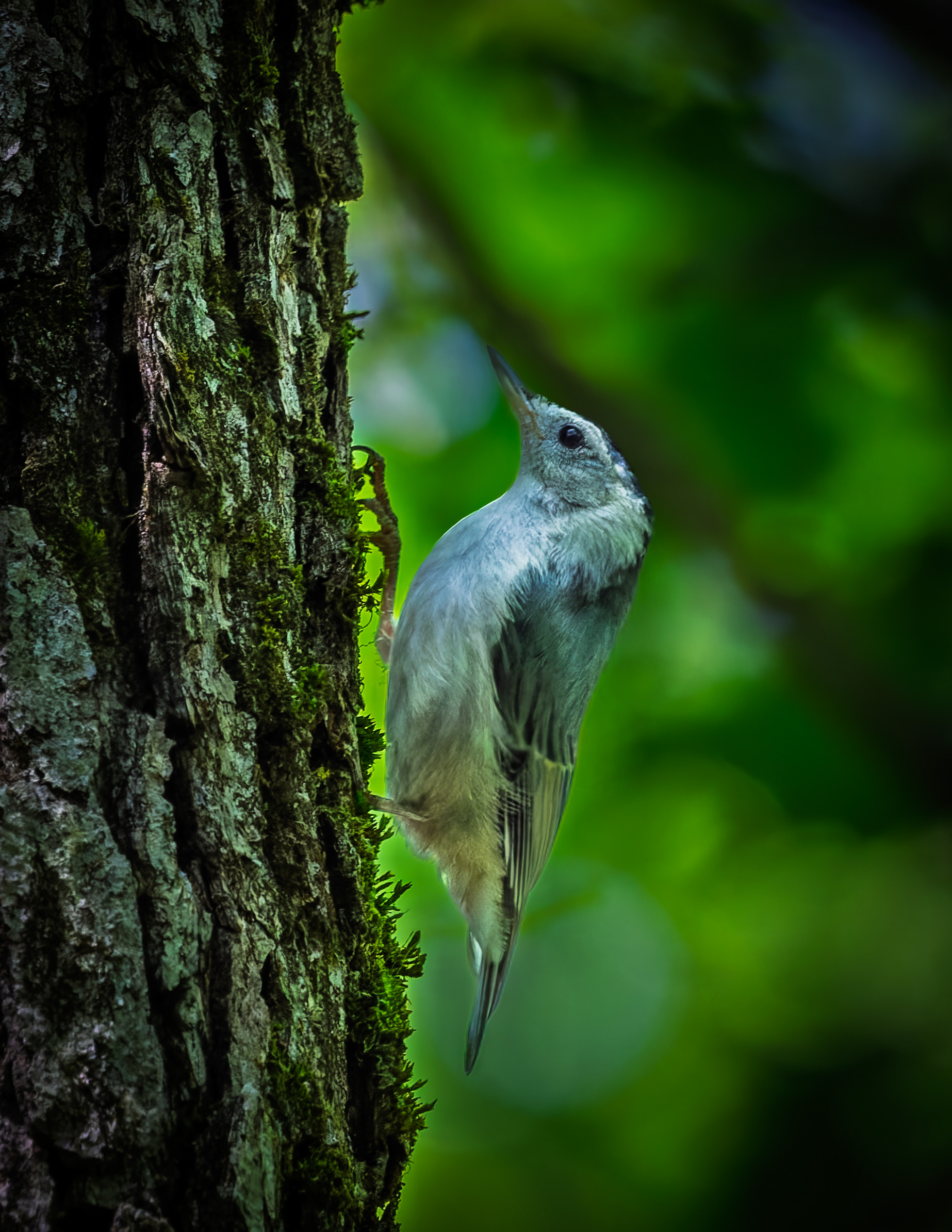 White Breasted Nuthatch No4