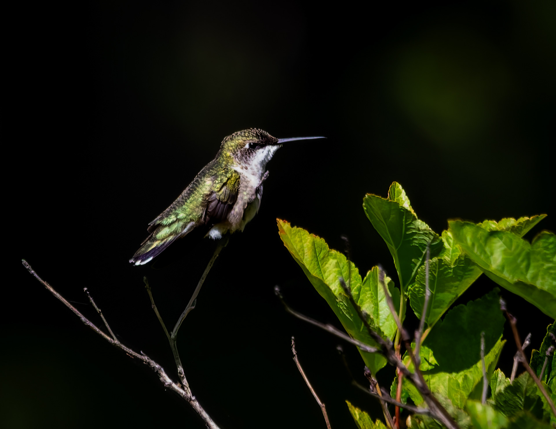 Ruby-throated Hummingbird No1 - August 21, 2026