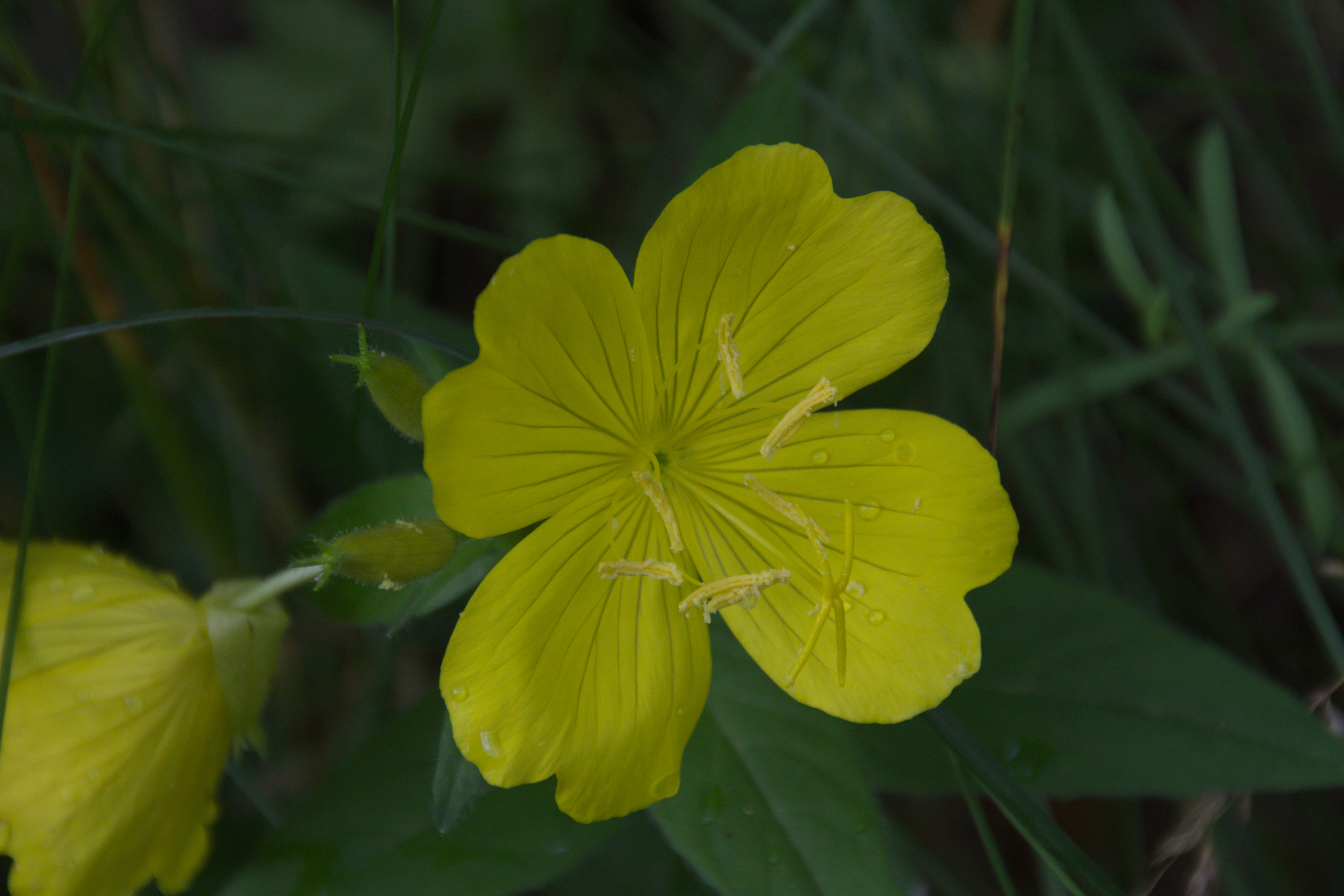 Yellow Evening Primrose