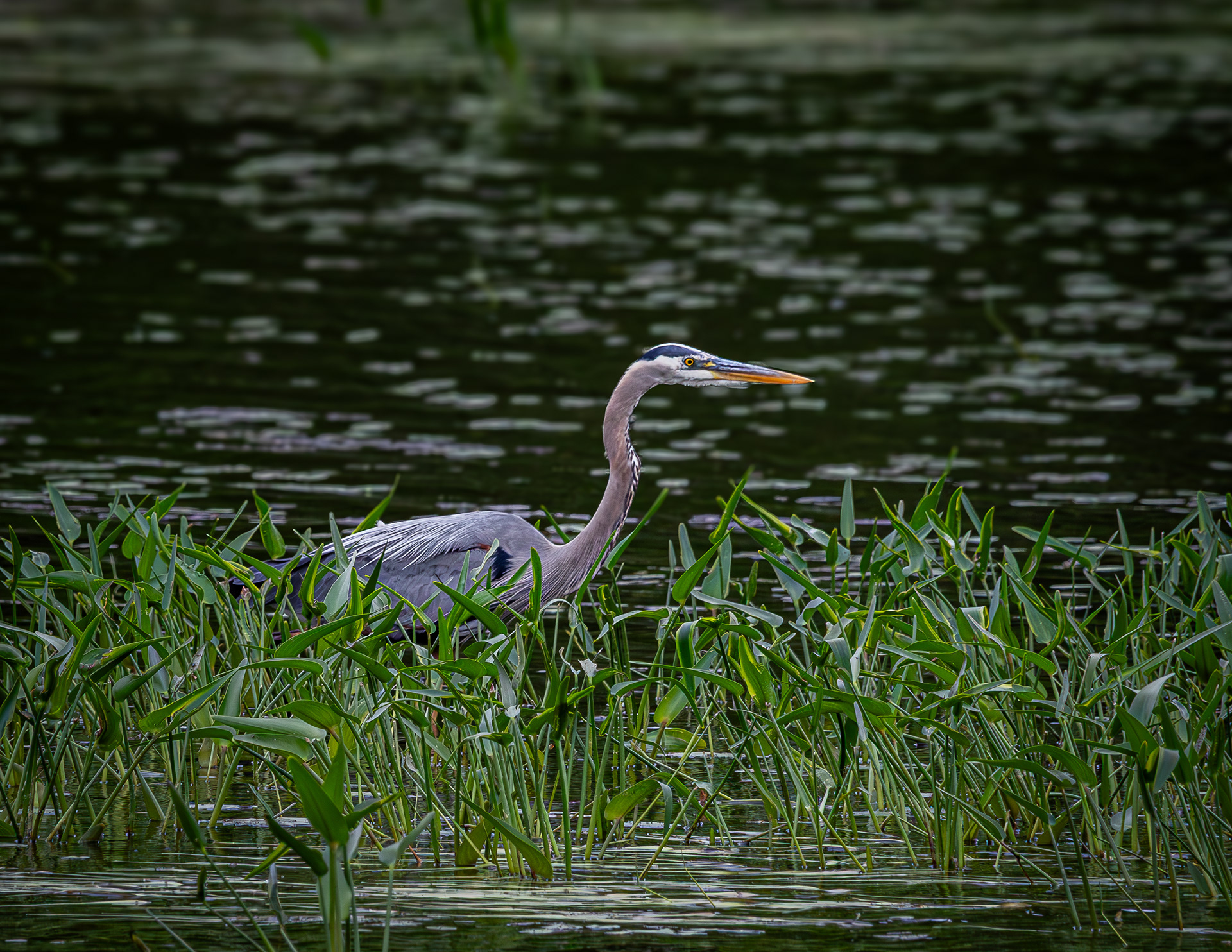 Great Blue Heron No4