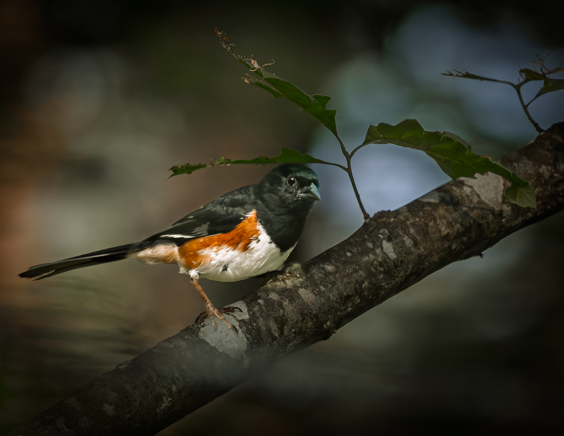 Male Eastern Towhee No1