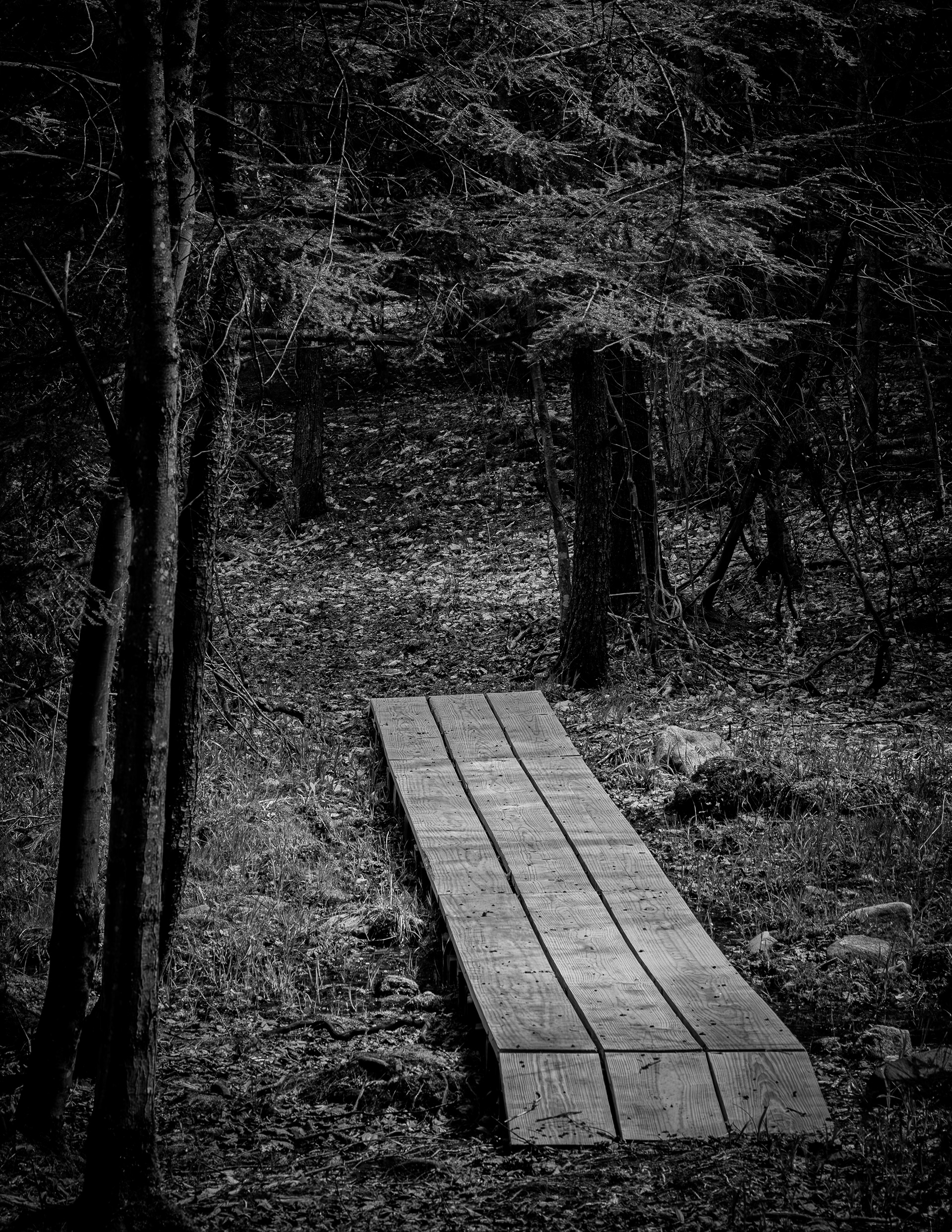 Beaver Woods Trail in B&W