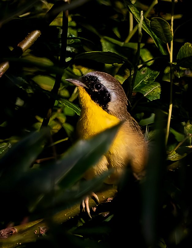 Male Common Yellowthroat