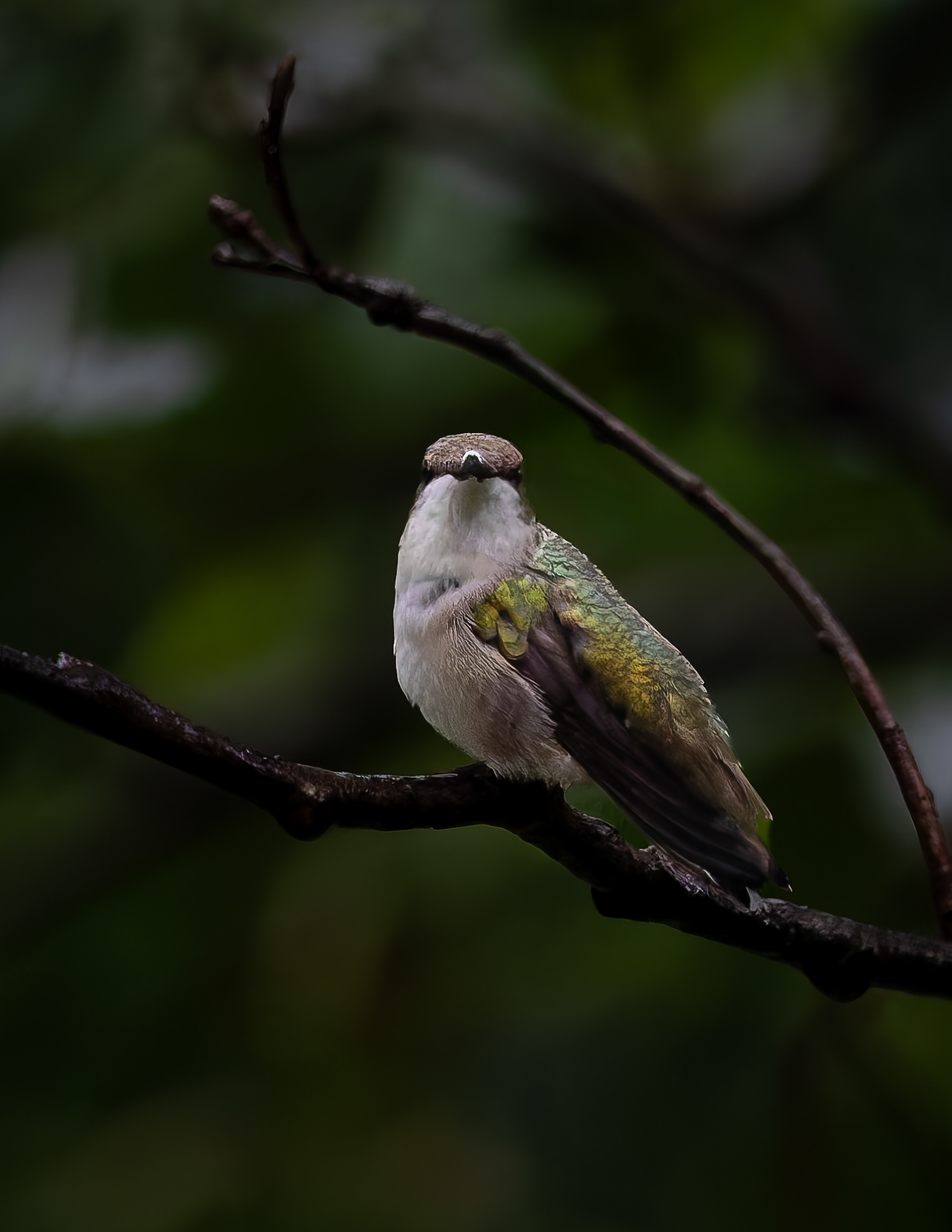 Female Ruby-throated Hummingbird No3