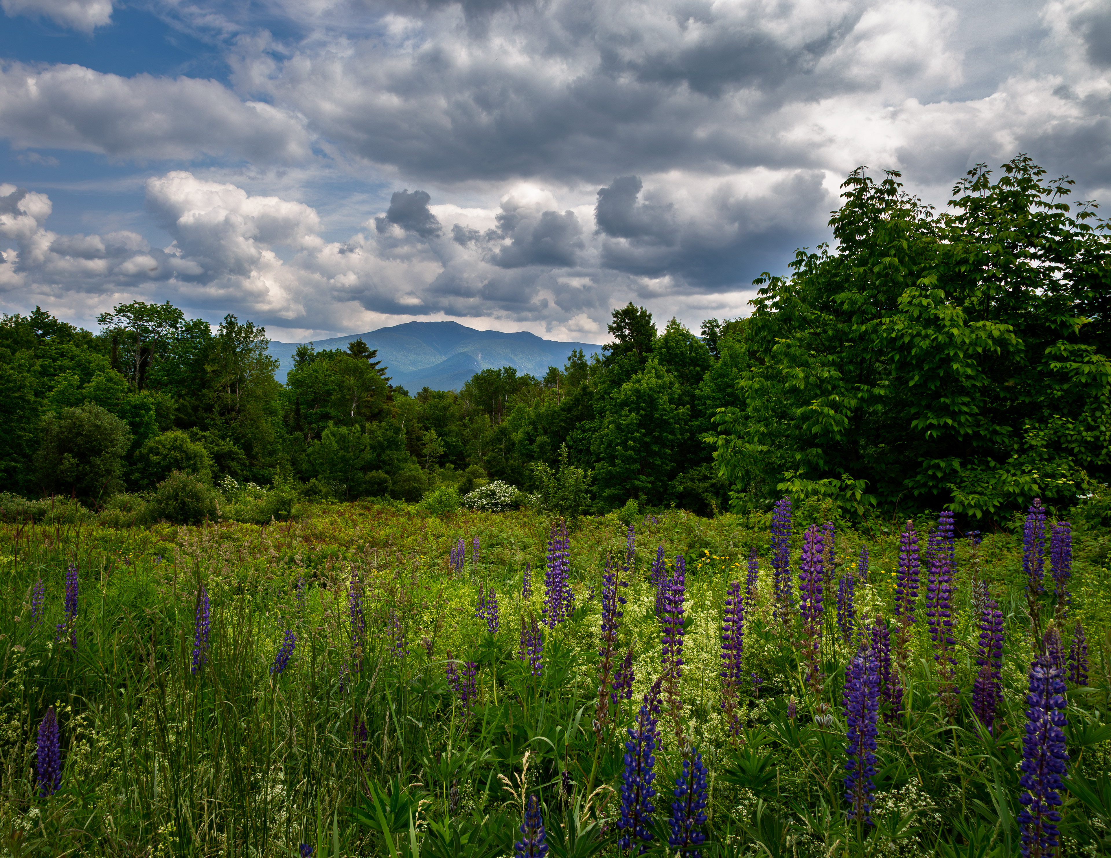 Lupines at Sugar Hill No2