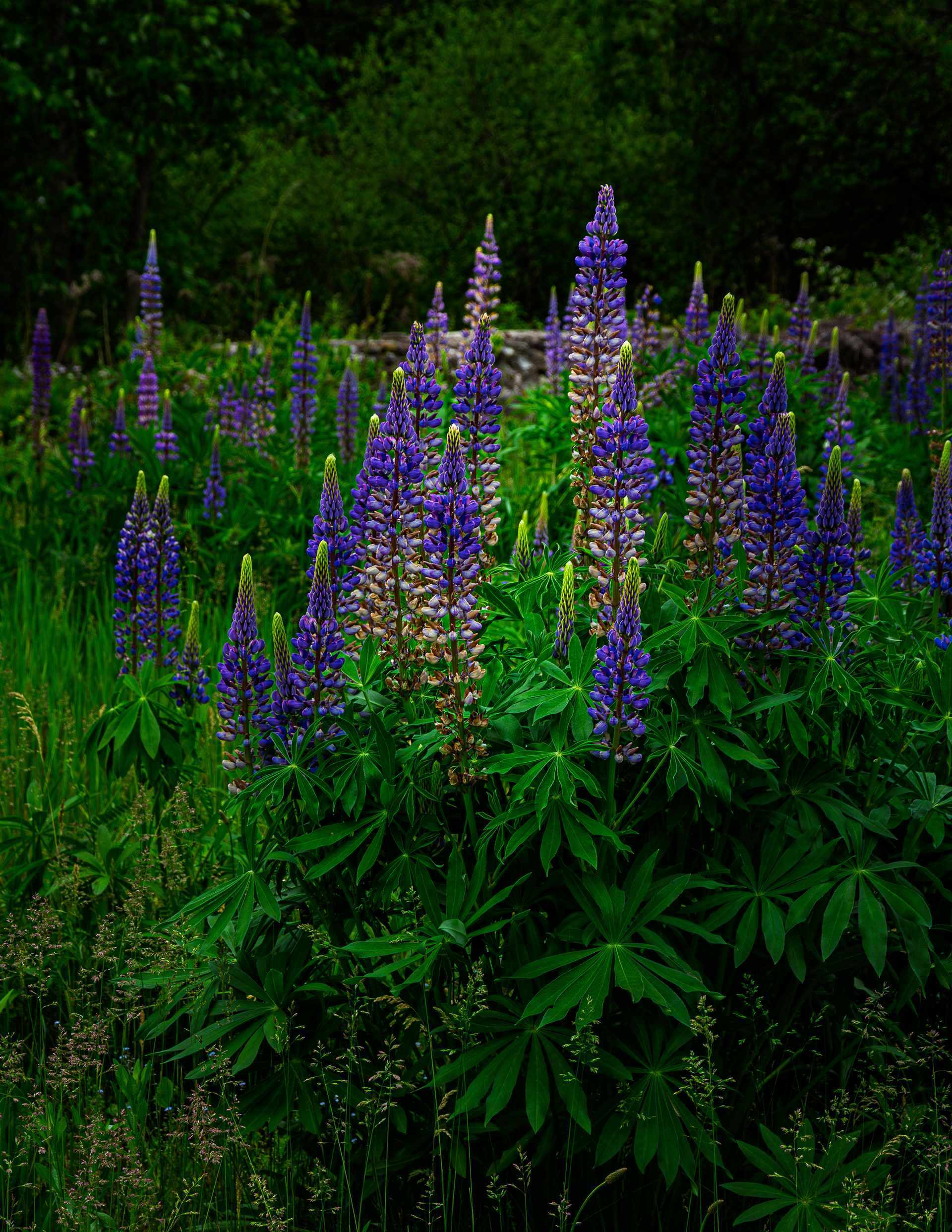 Lupines No2