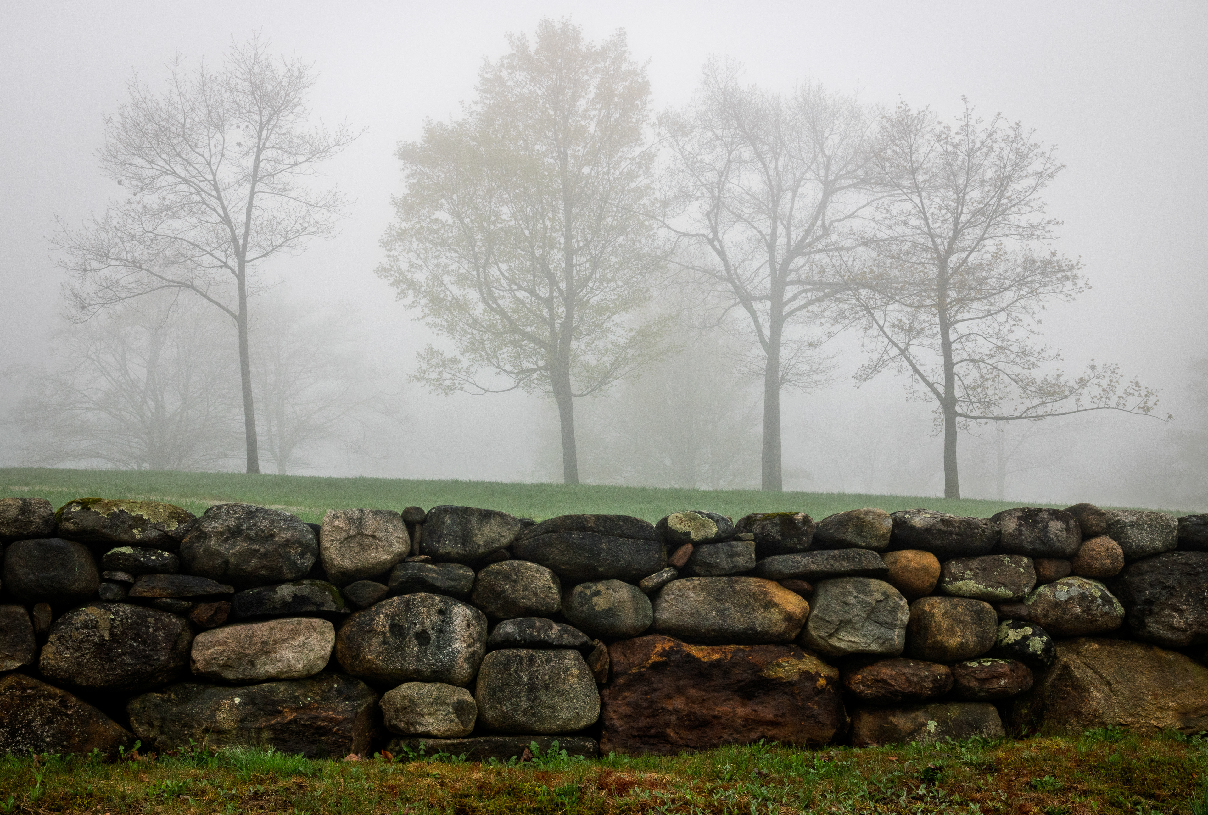 Trees in the Mist at Frisky Hill No6