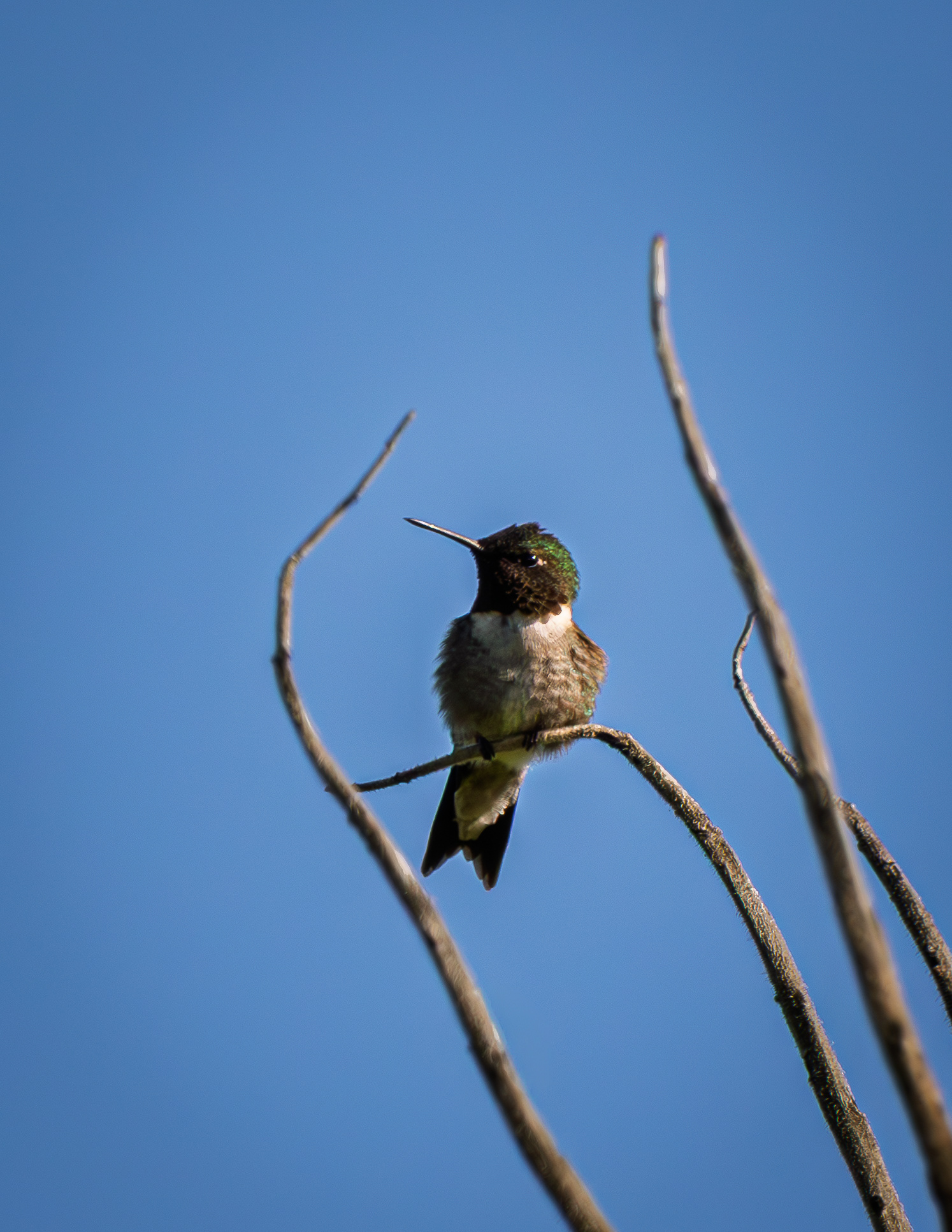 Male Ruby Throated Hummingbird