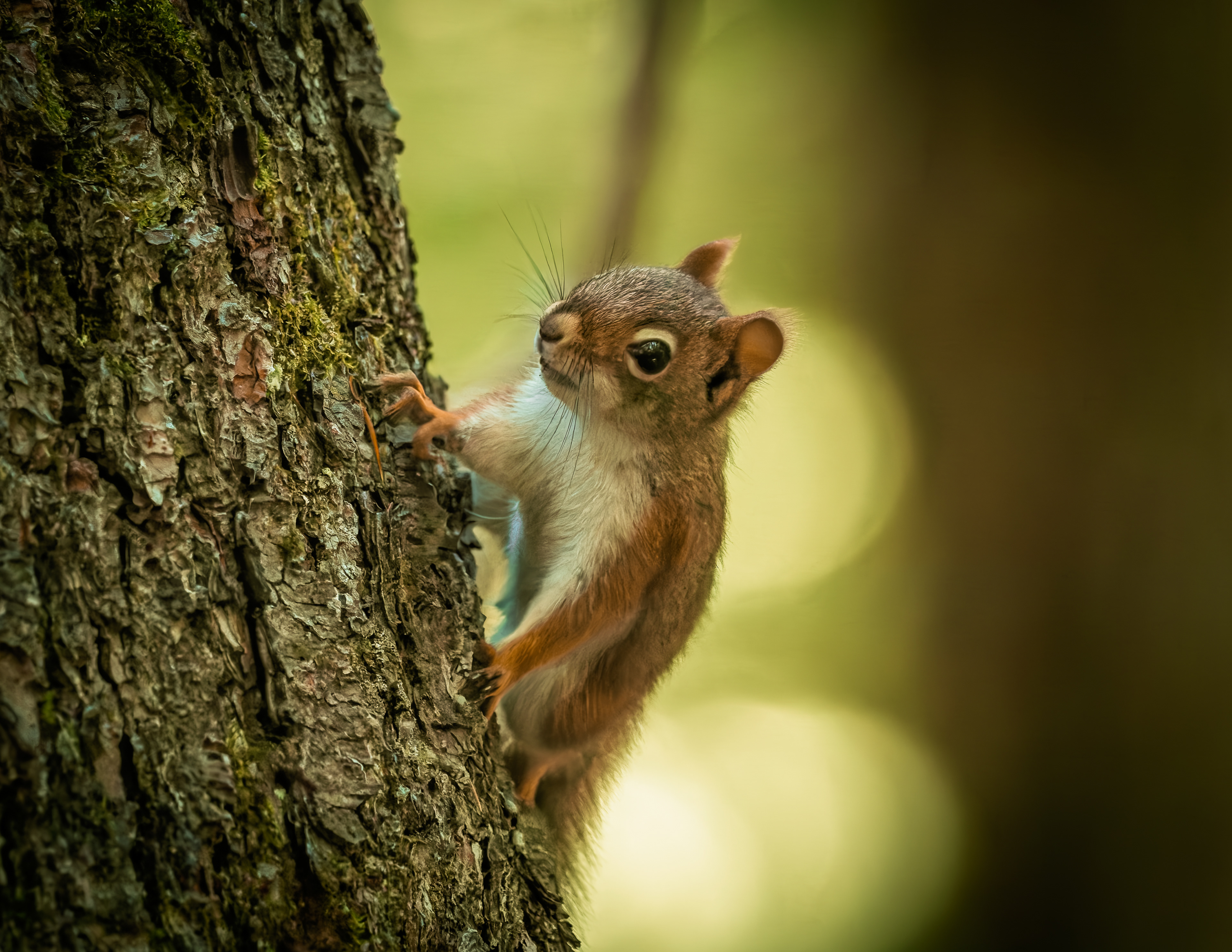 Red Squirrel No3