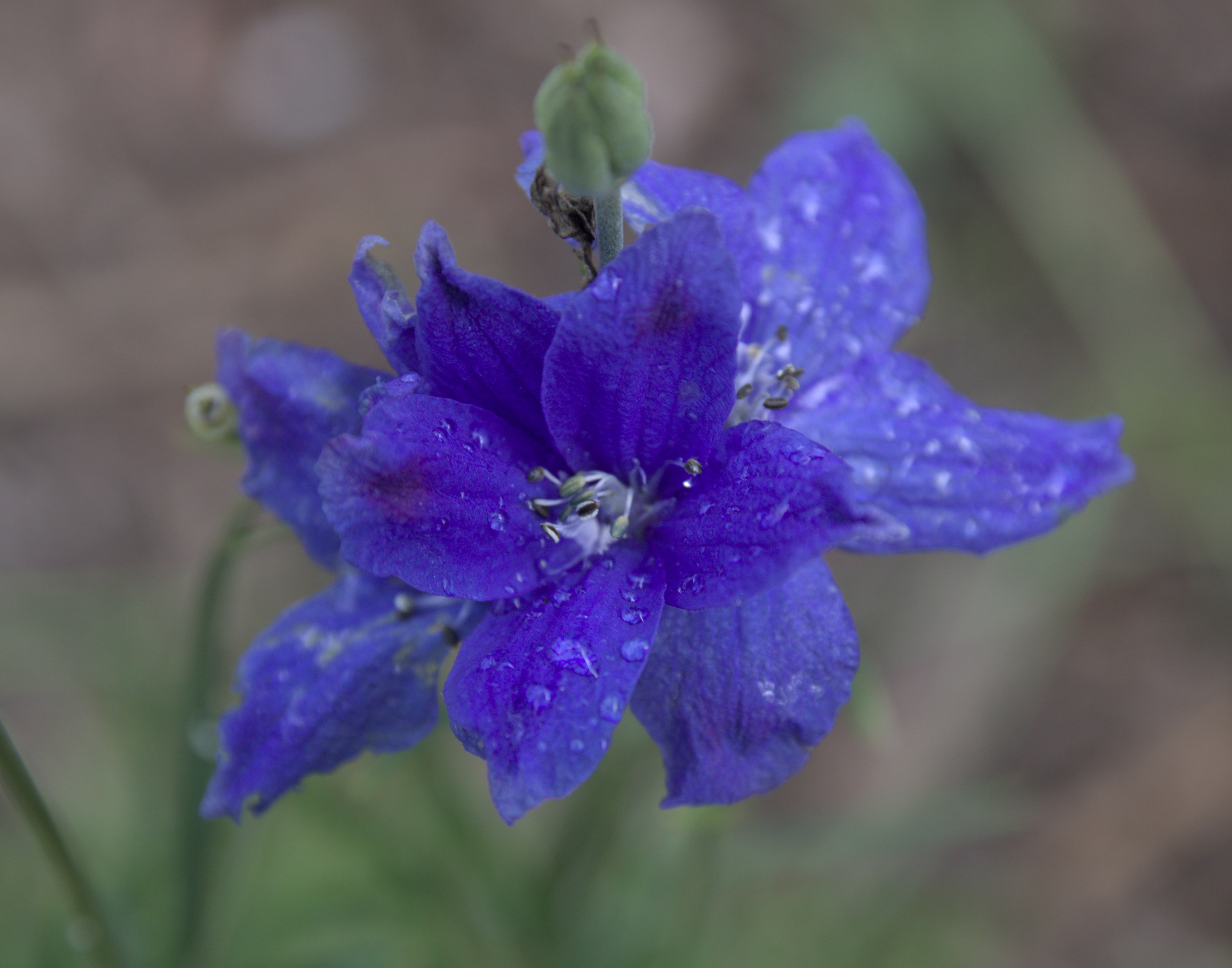Delphinium