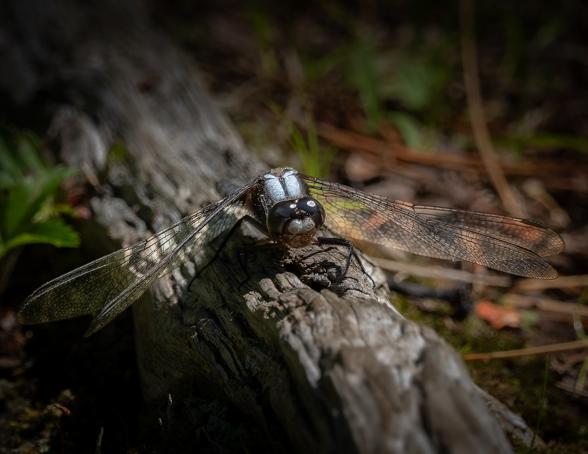 Dragonfly No2
