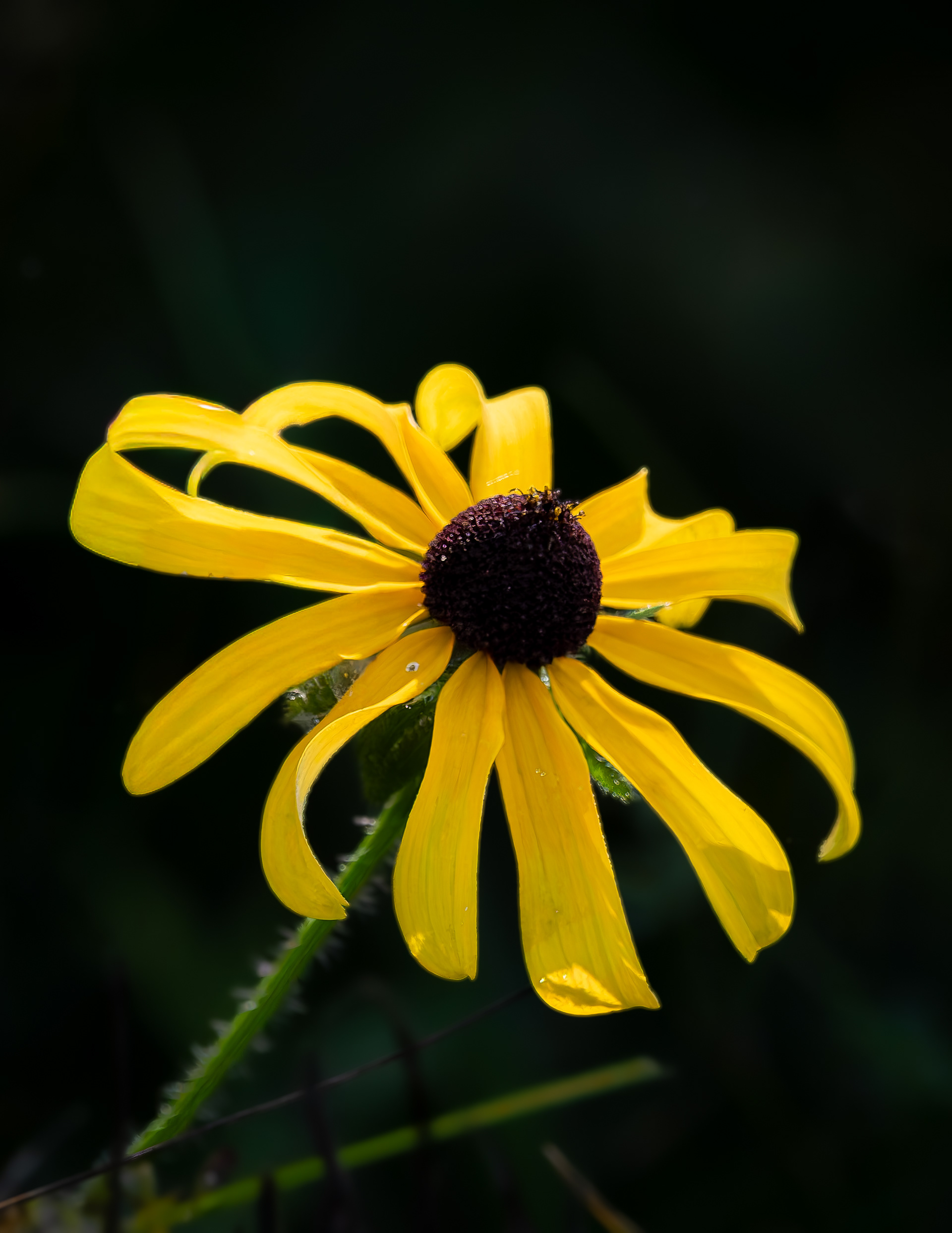 Rudbeckia - August 24, 2026