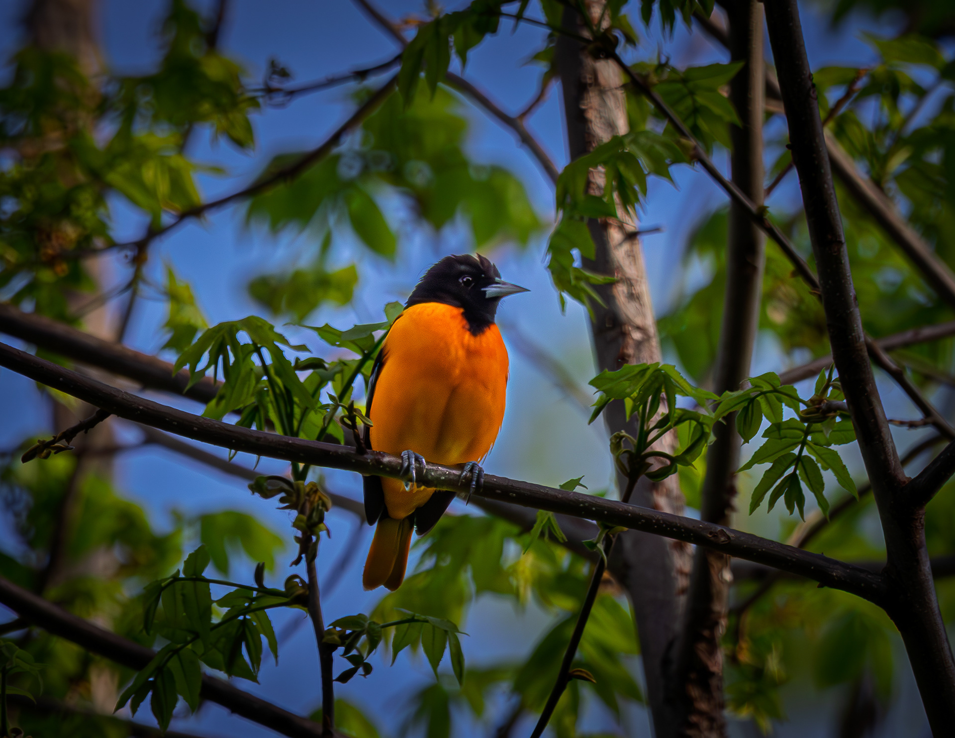 Male Baltimore Oriole - May 26, 2026