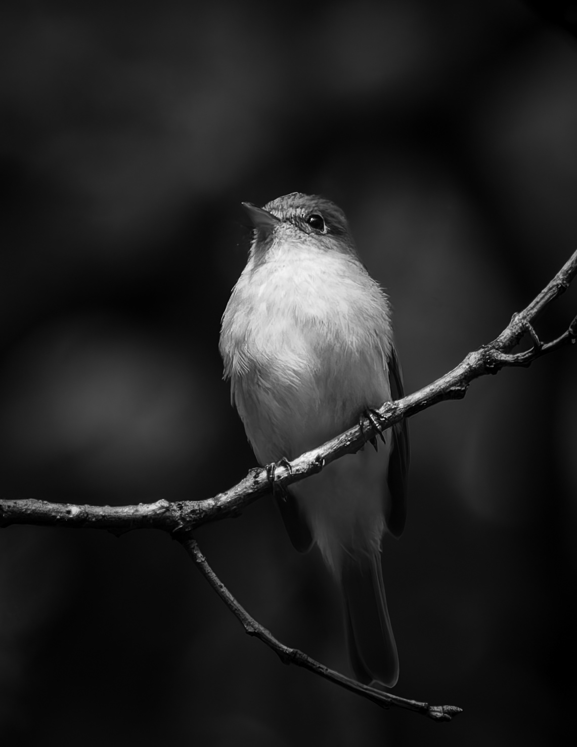 Flycatcher in Black & White - August 26, 2026