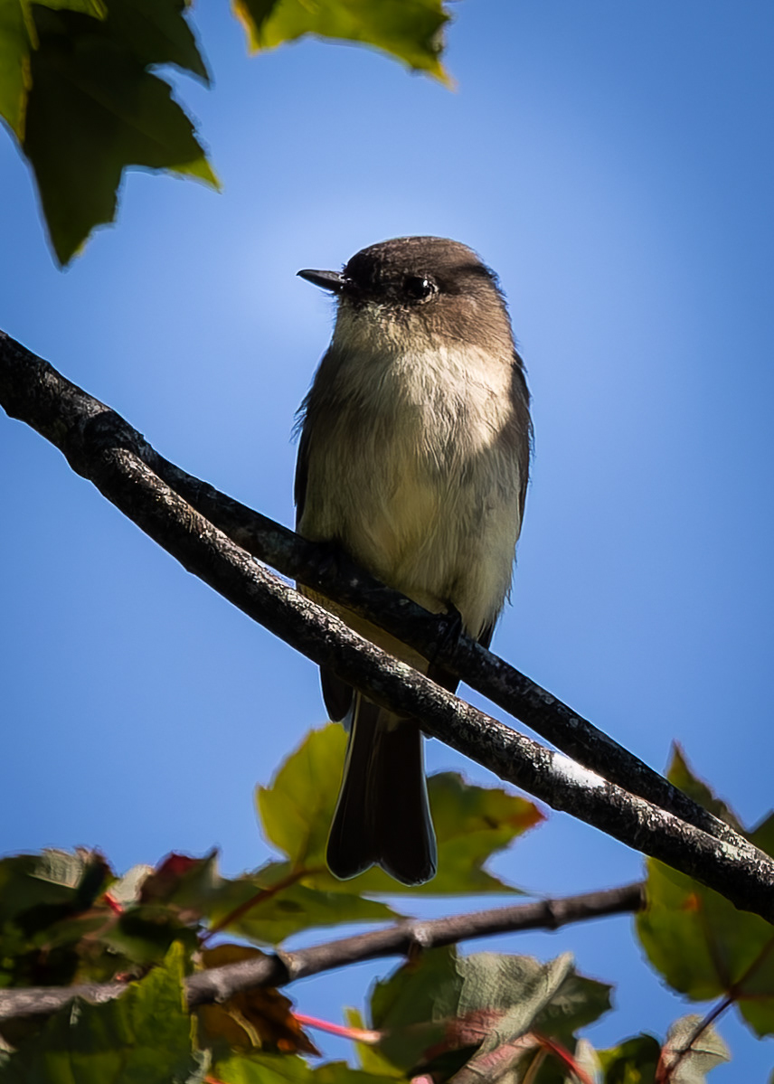 Eastern Phoebe No3 - September 16, 2026