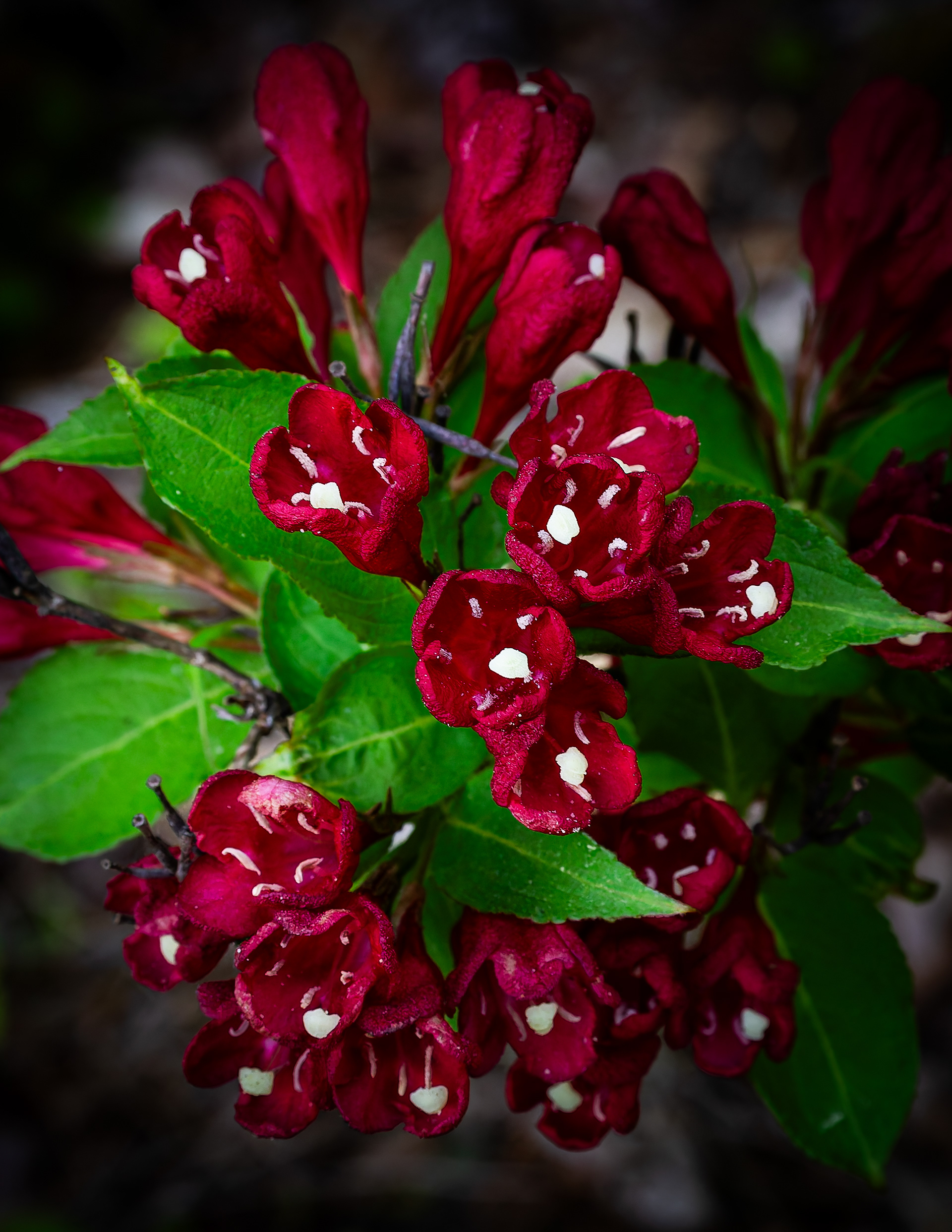 Crimson Weigela - June 14, 2026