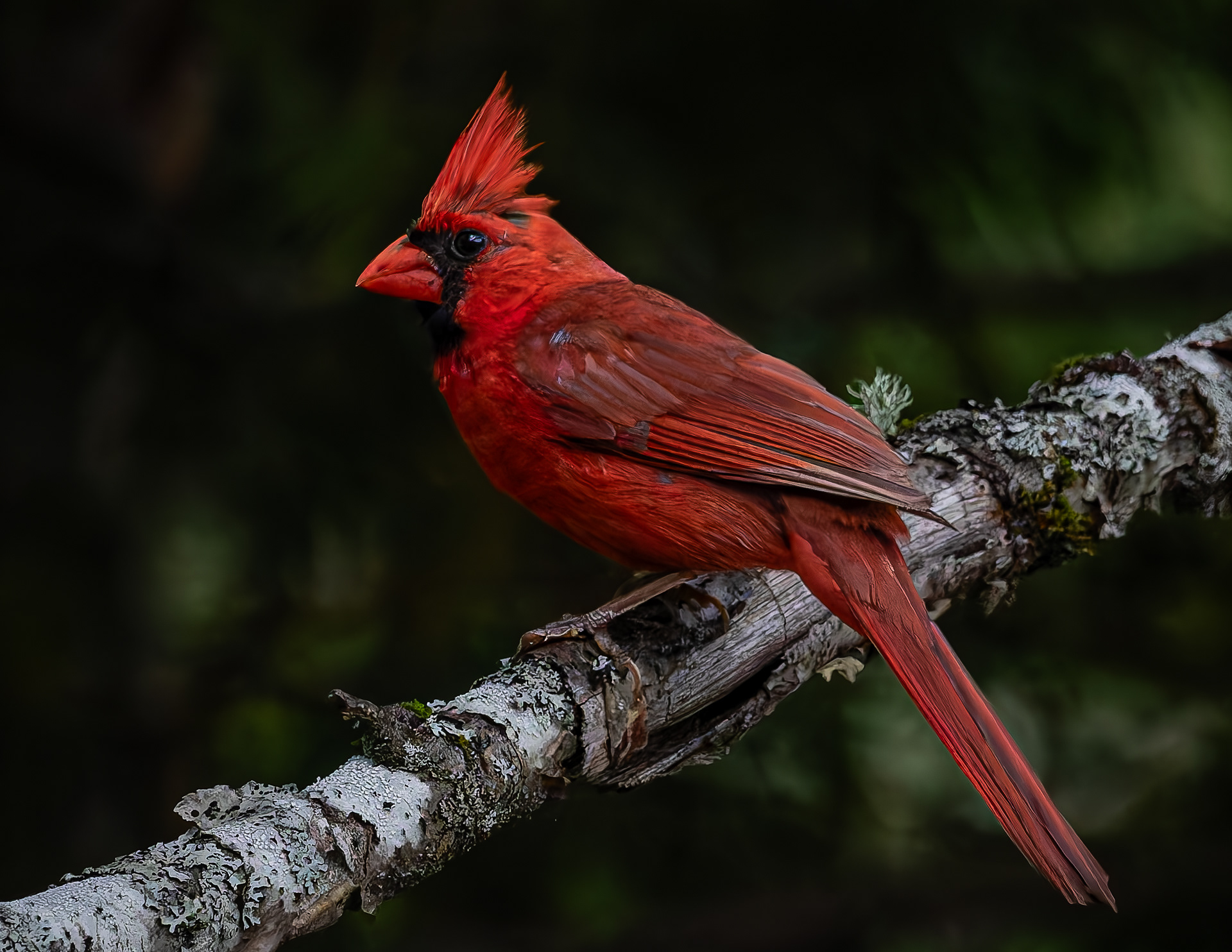 Male Northern Cardinal No1